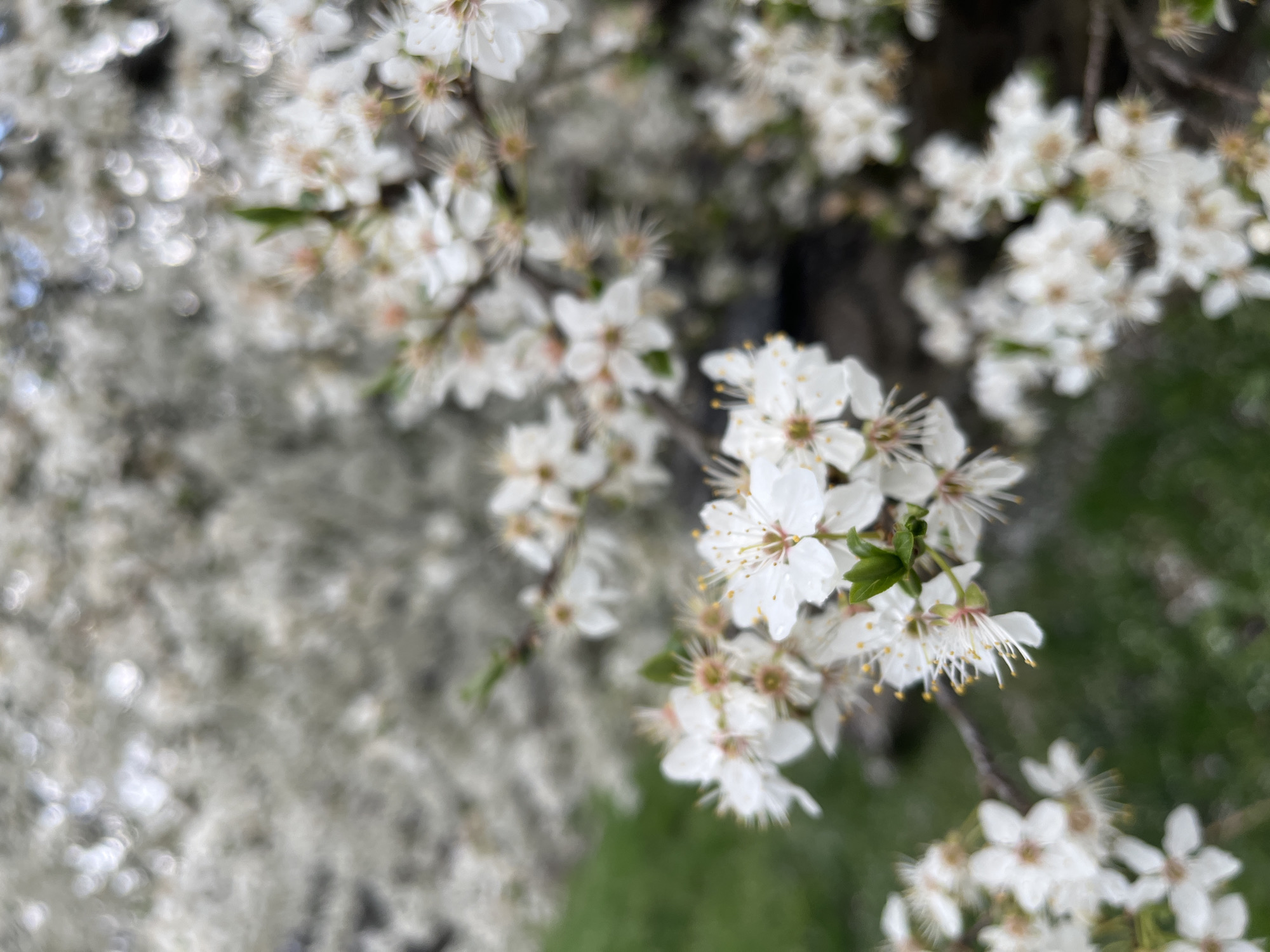 Spring flowers and garden pathway documented in Apriltsi, Bulgaria
