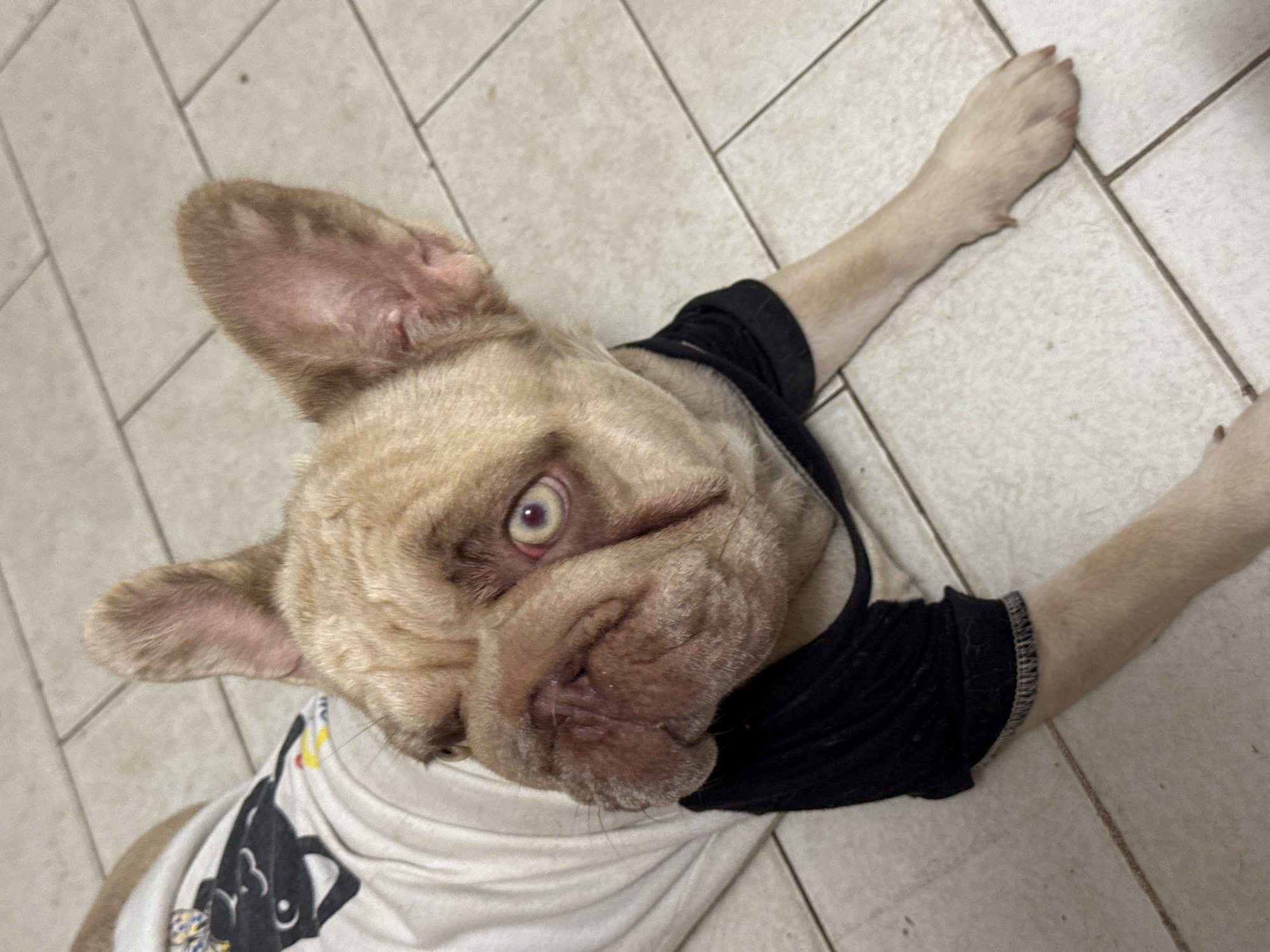 Four French Bulldogs lounging around a home in coastal Italy
