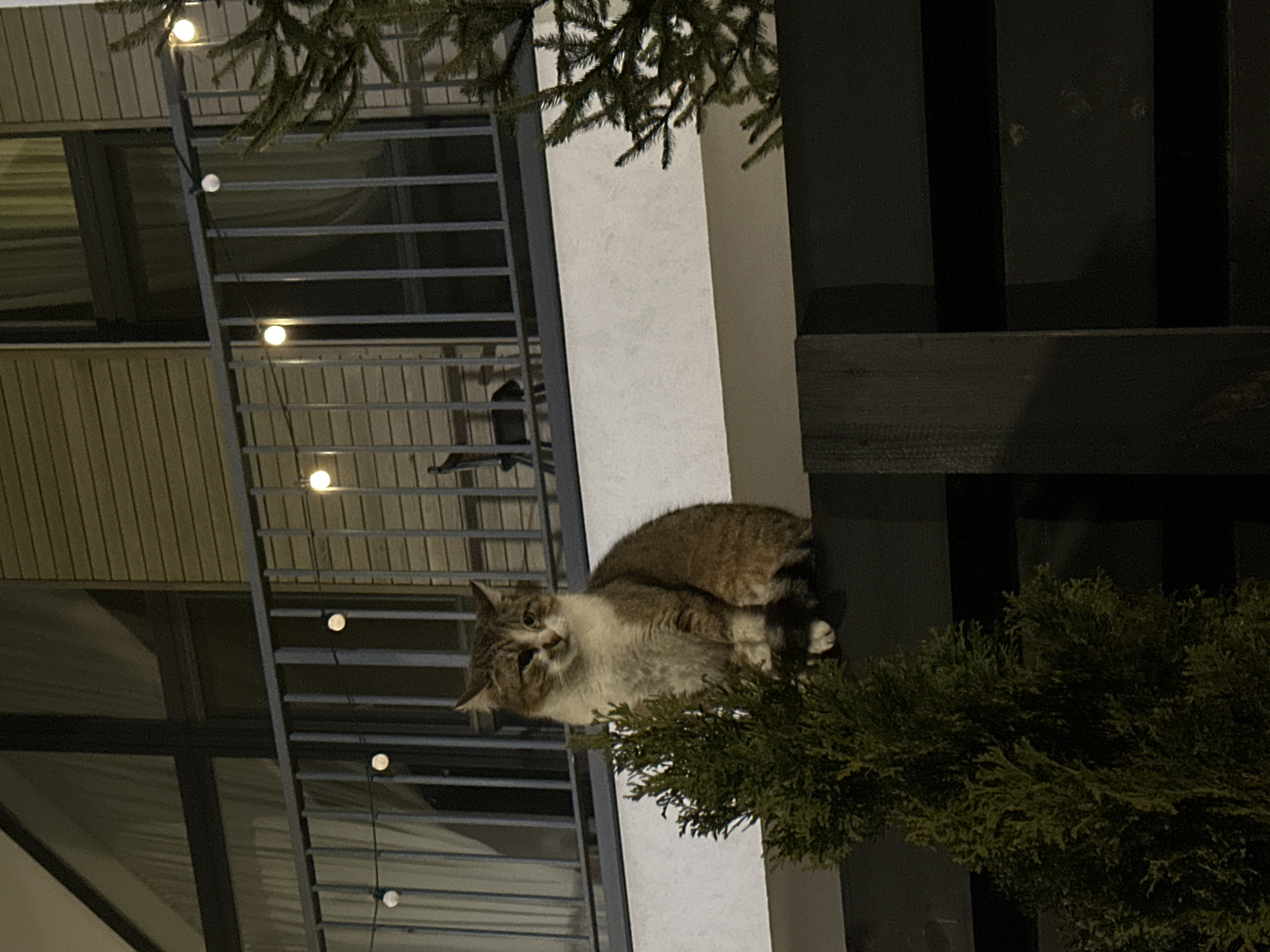 Tabby cat photographed on bush at night in Irpin