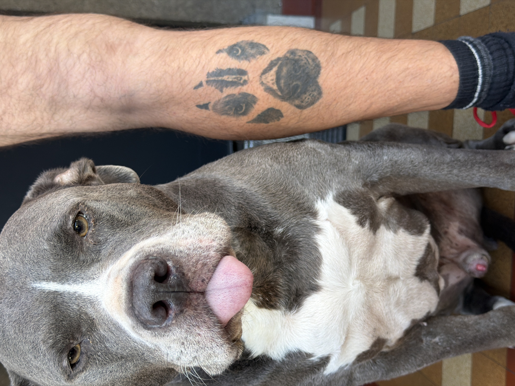 Chilling with a grey pit bull in Luxembourg