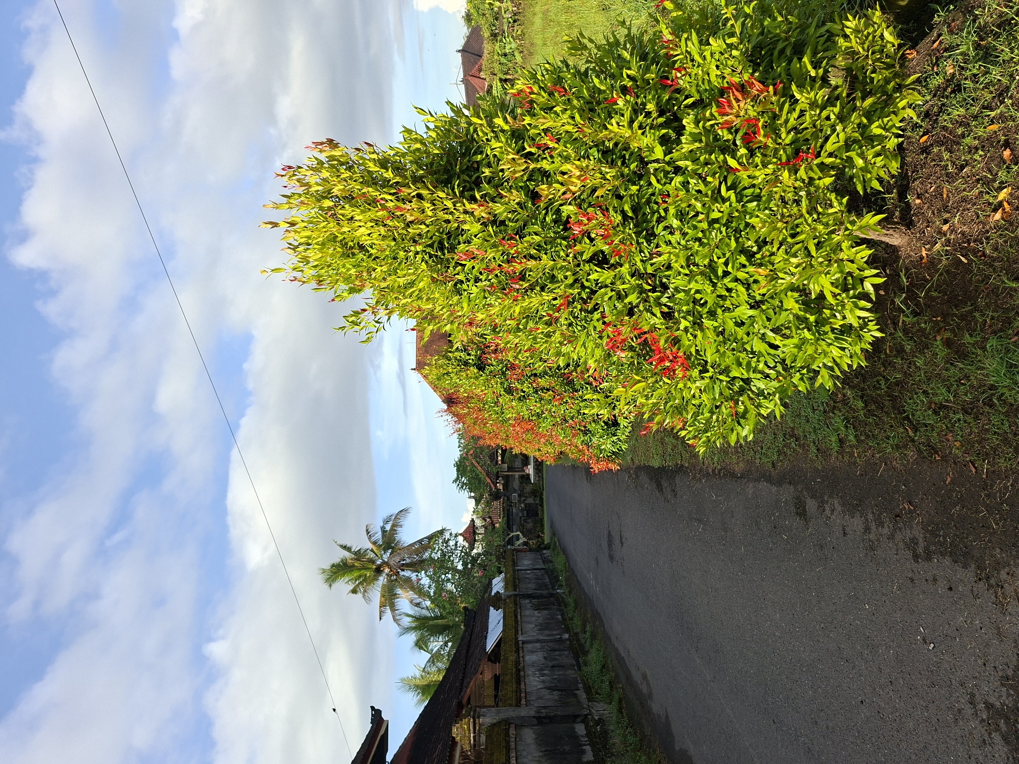 Tropical garden tour documented in Lodtunduh, Indonesia