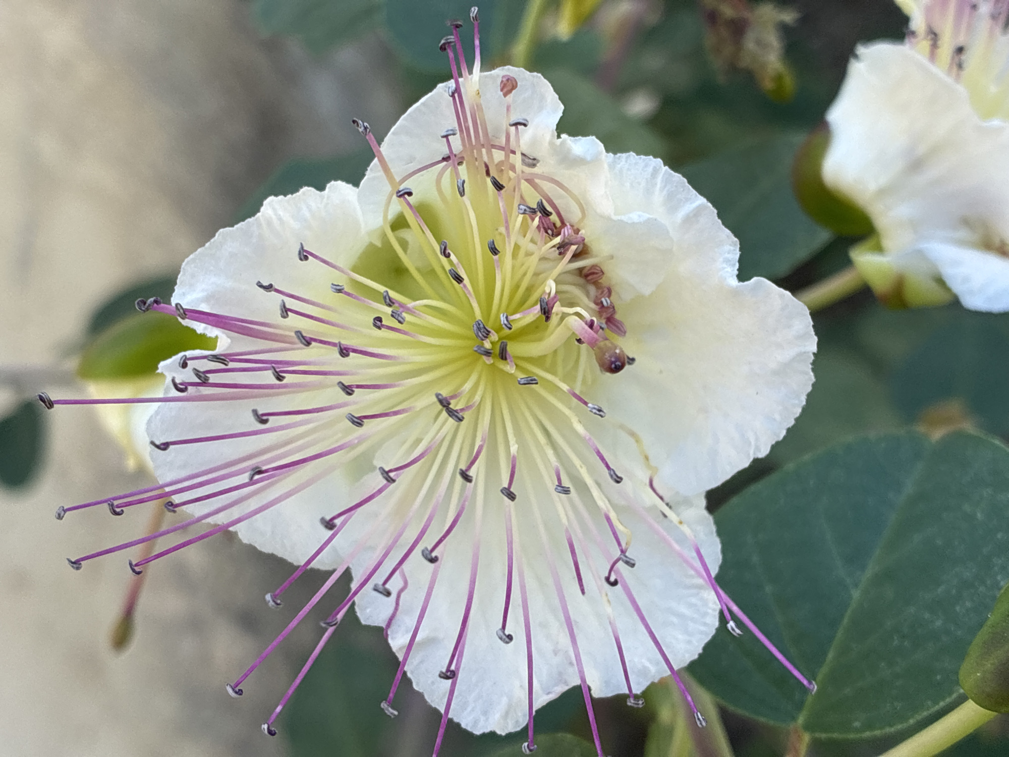 Morning nature walk documented across Alanya, Turkey coastline