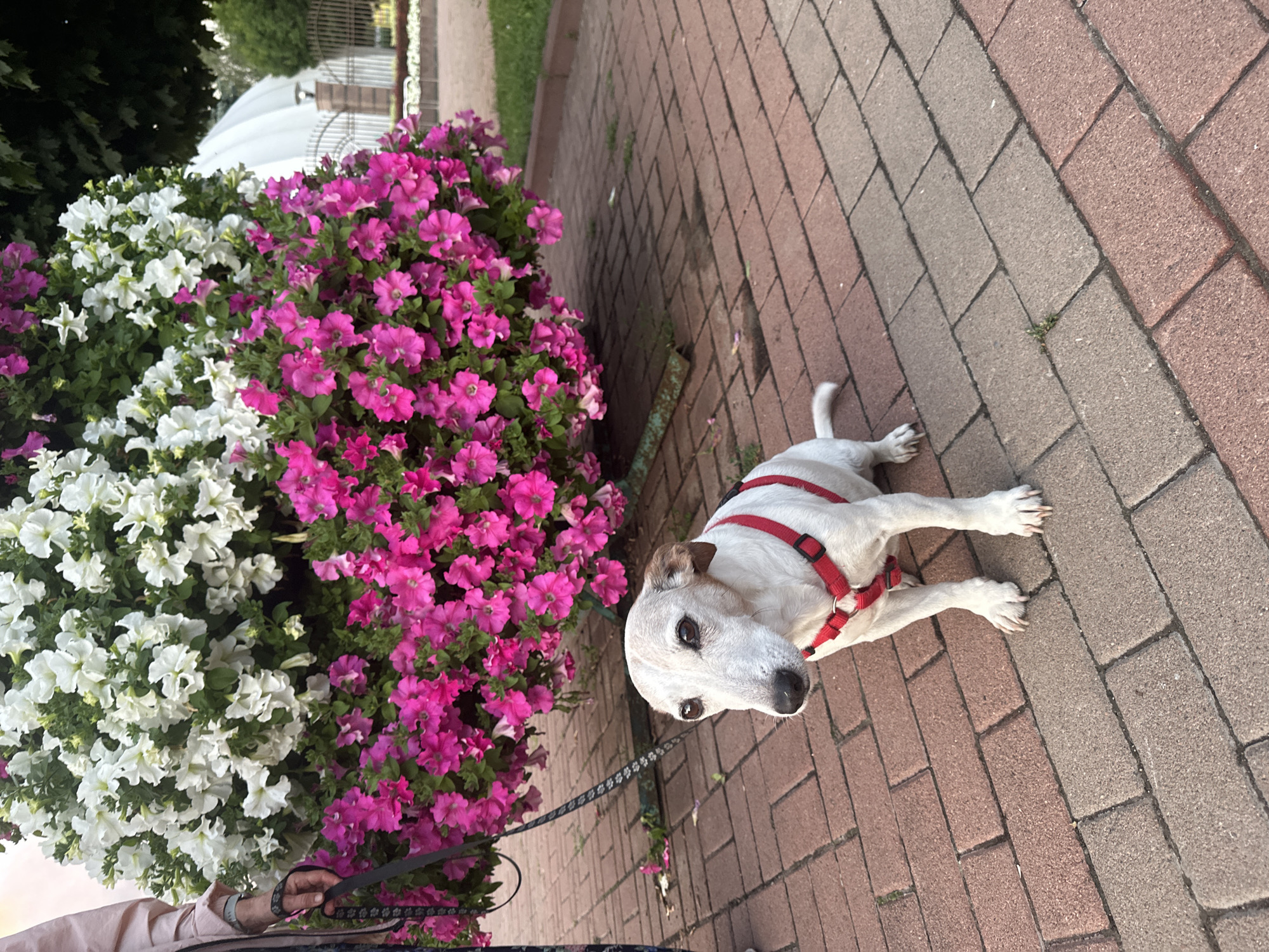 Sunset stroll through a flower-lined Kyiv park path