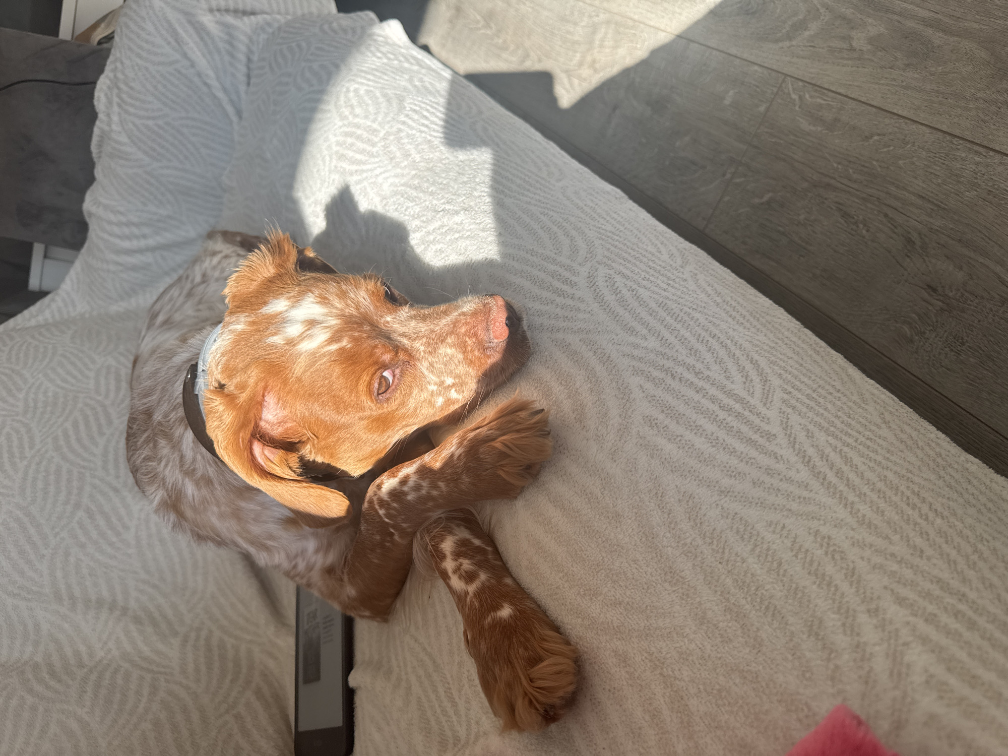 Sofia resident documents quiet morning with dog and pancake breakfast