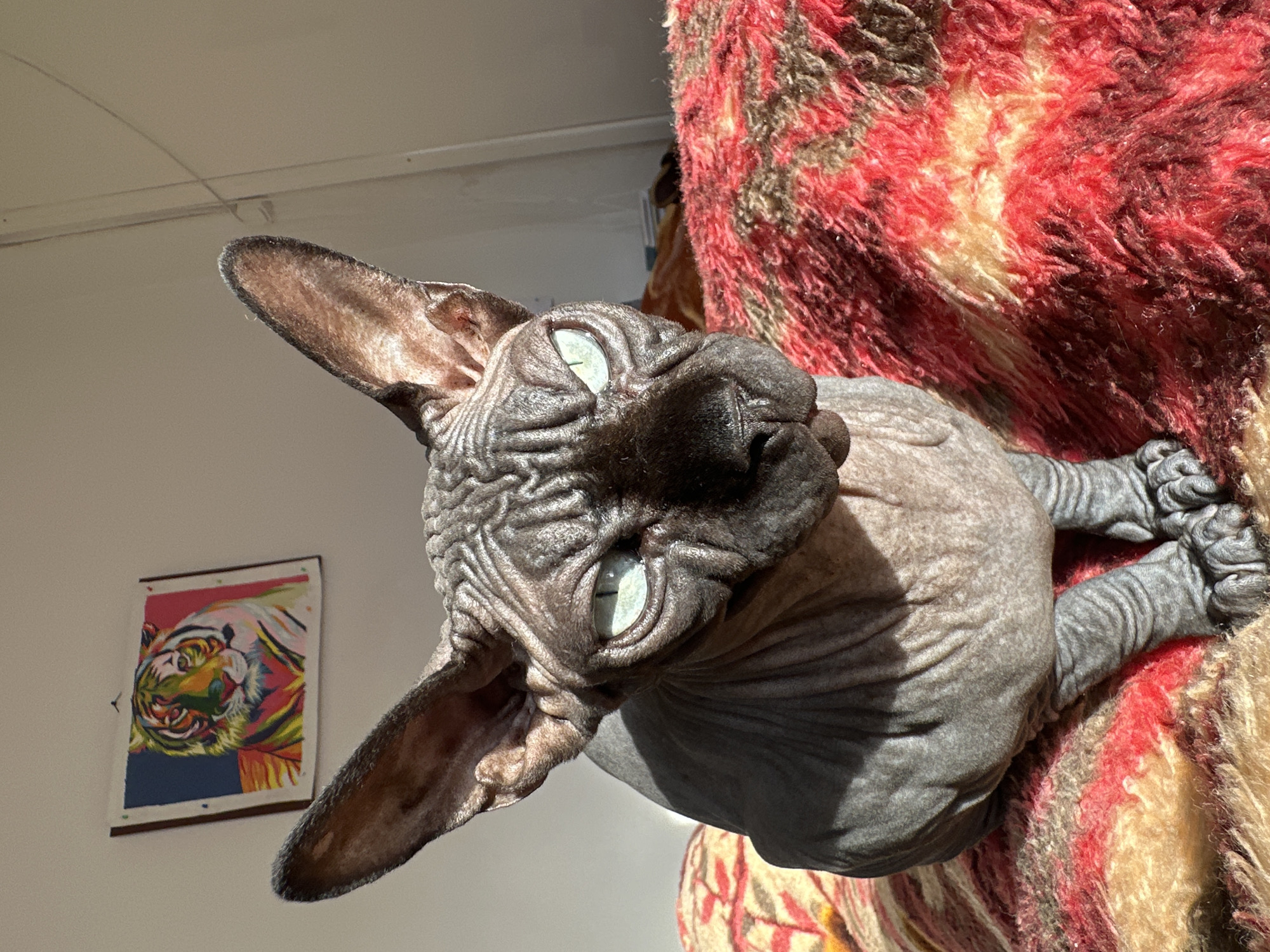 Domestic life with two cats documented in Budva, Montenegro
