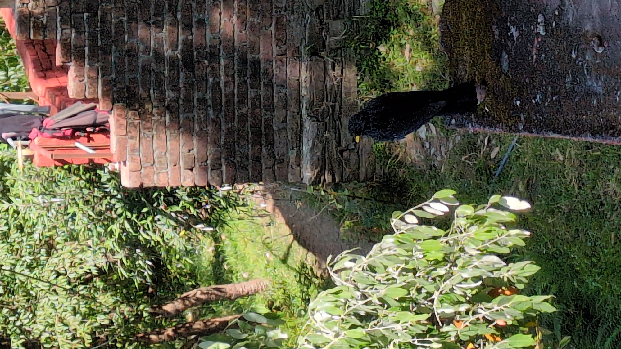 Black crow observed in urban gardens of Haini, India