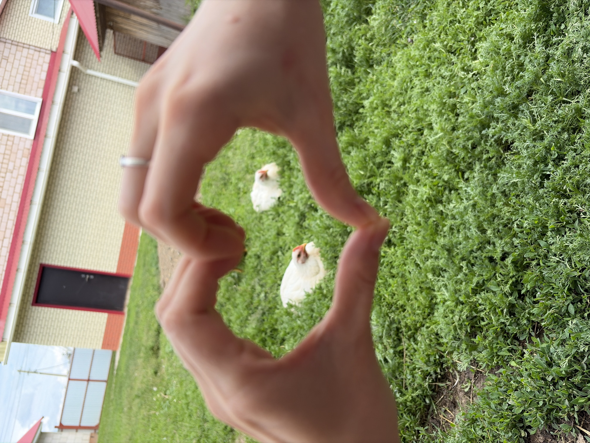 Rural photo session captures woman, chickens, cat in Kadryakovo