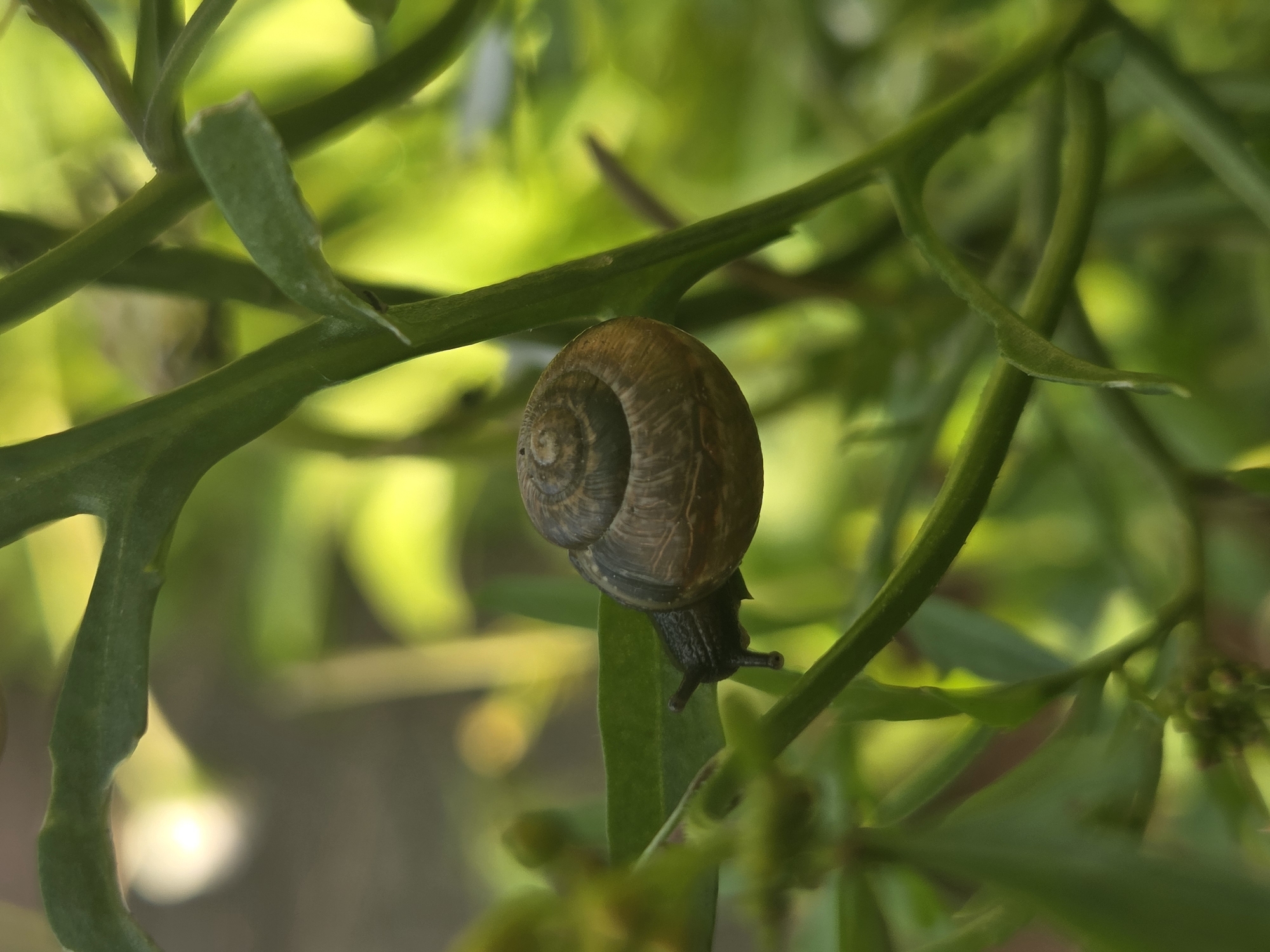 Garden macro shots in Frolovo: snails, berries, roses, and embers