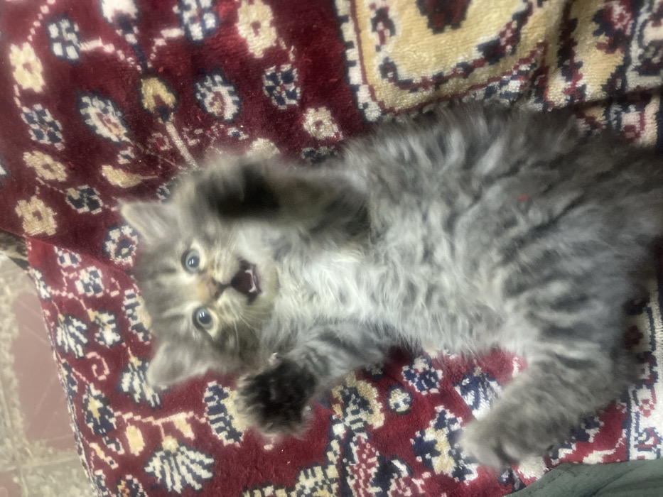 Playful kitten captured on patterned rug in Astrakhan