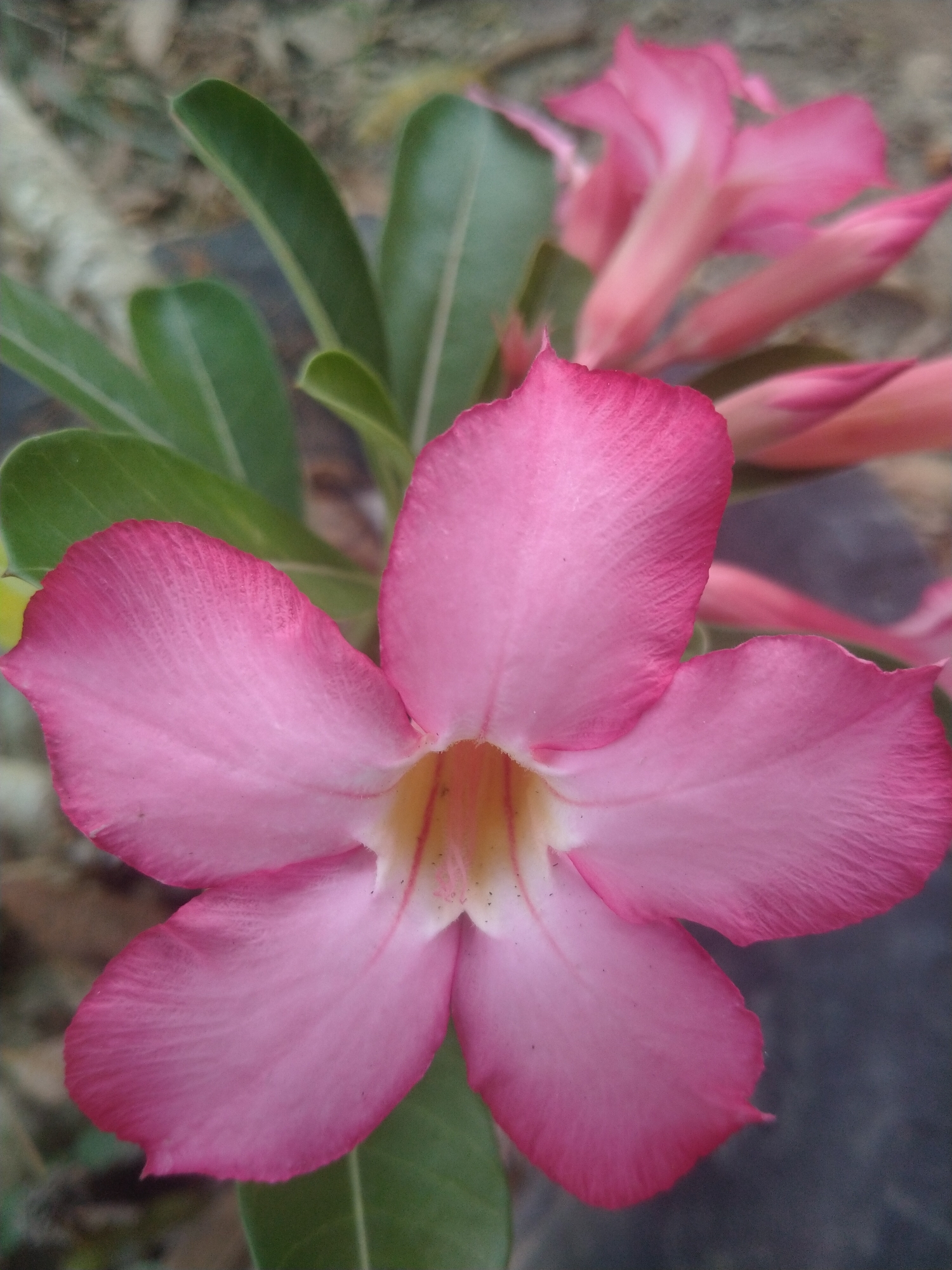 Desert Rose in bloom, Lhokseumawe
