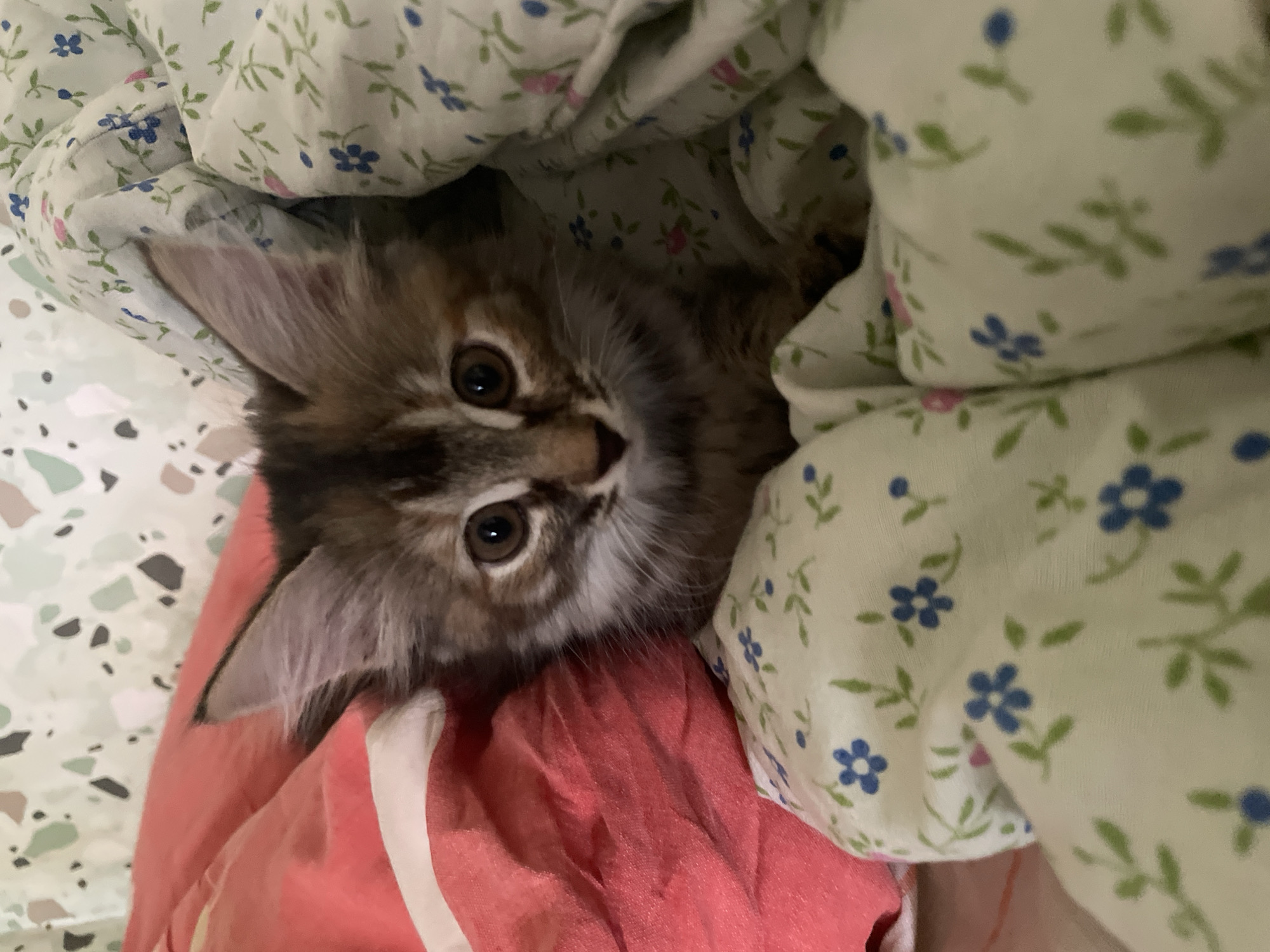 Kittens on a stool, camera-ready in a home kitchen