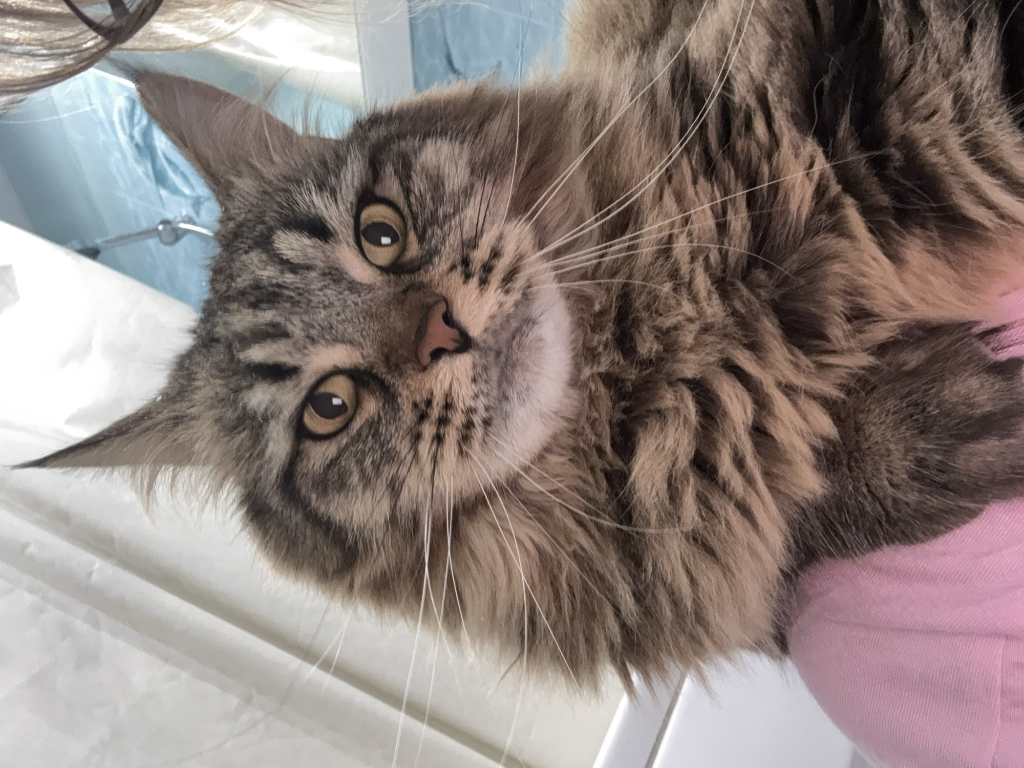 Maine Coon cat photographed resting in Izhevsk, Russia