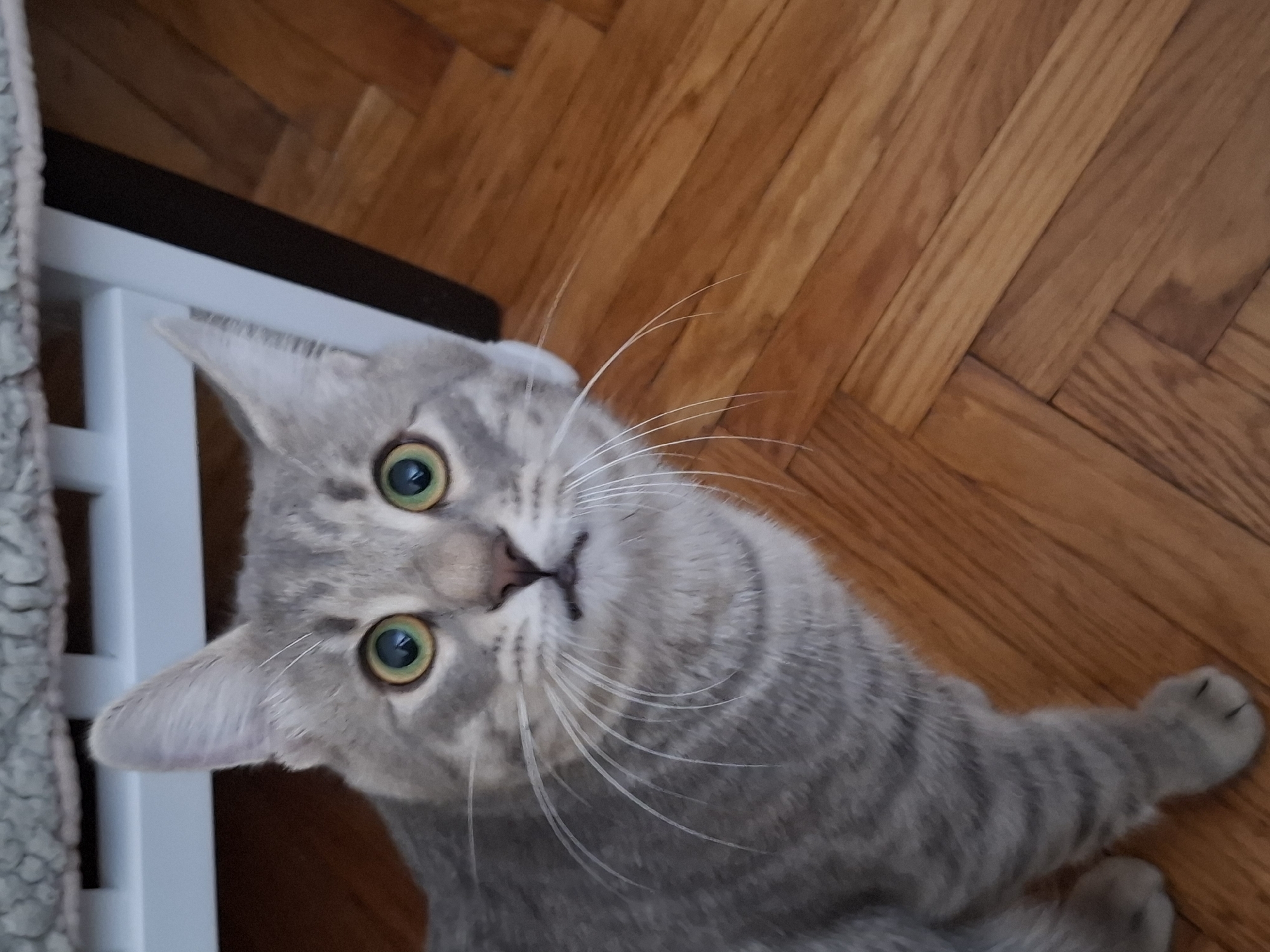 Grey tabby cat photographed in playful poses around Novi Sad home