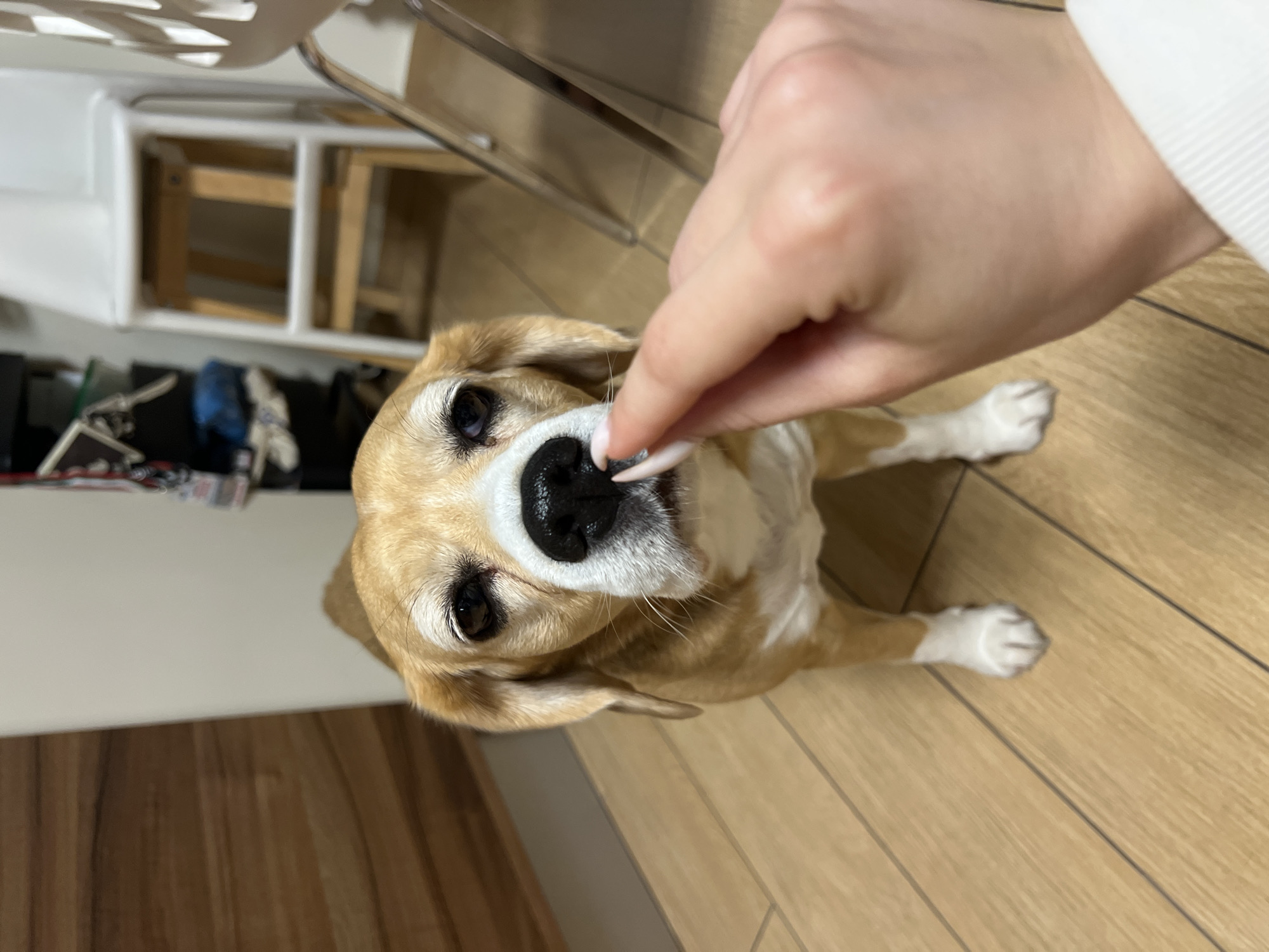 Beagle at home — treats, yawns, and lazy poses