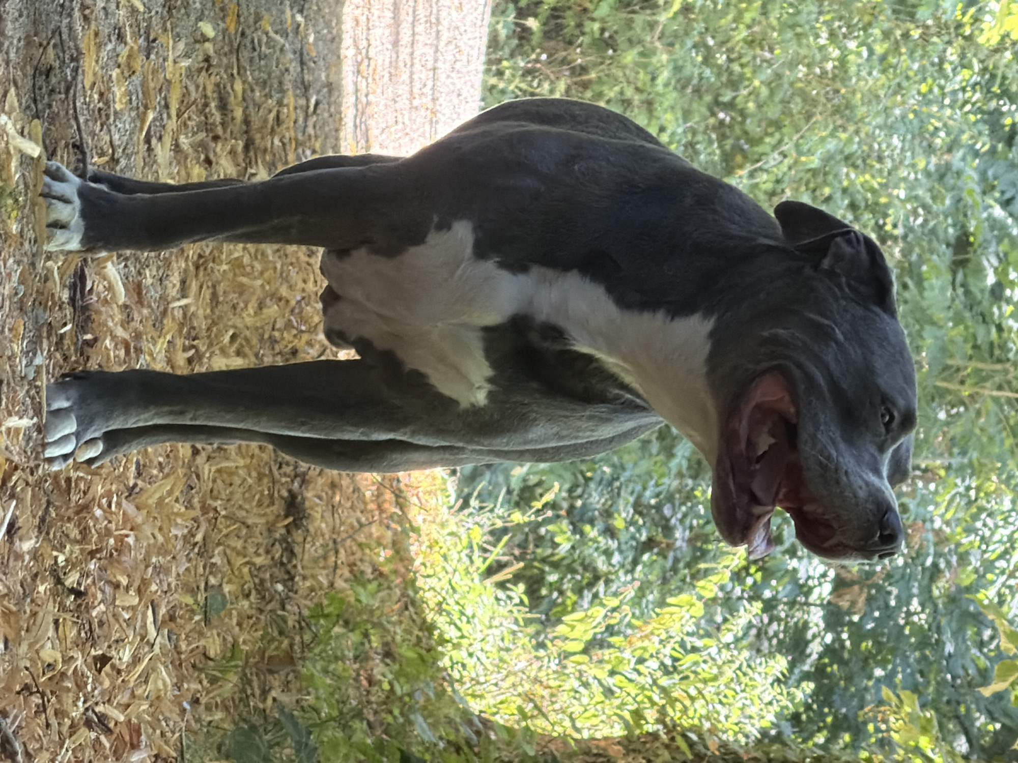 Soccer tricks and dogs in a Luxembourg park