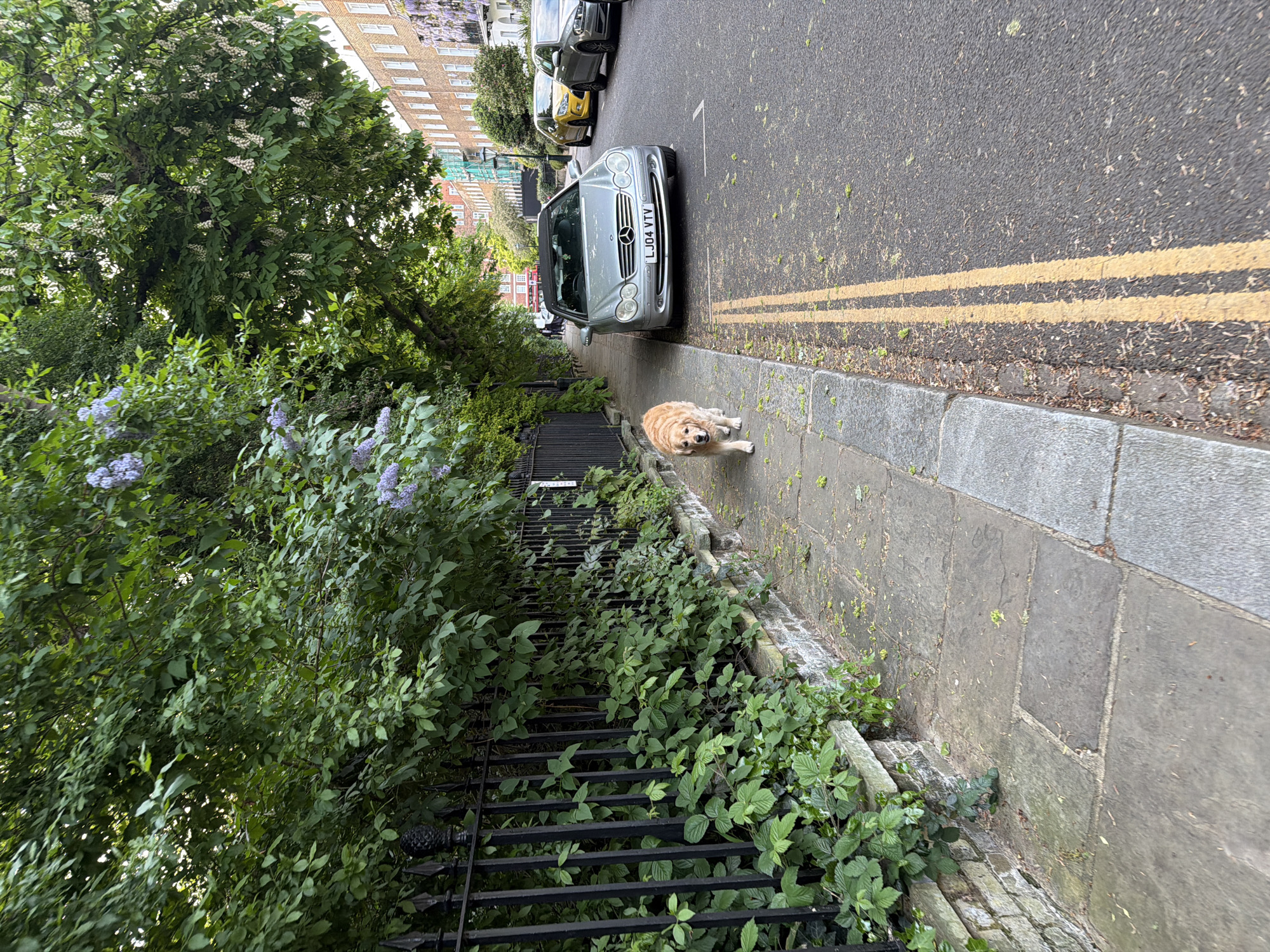 London witnesses document golden retriever, grey heron sightings Sunday evening