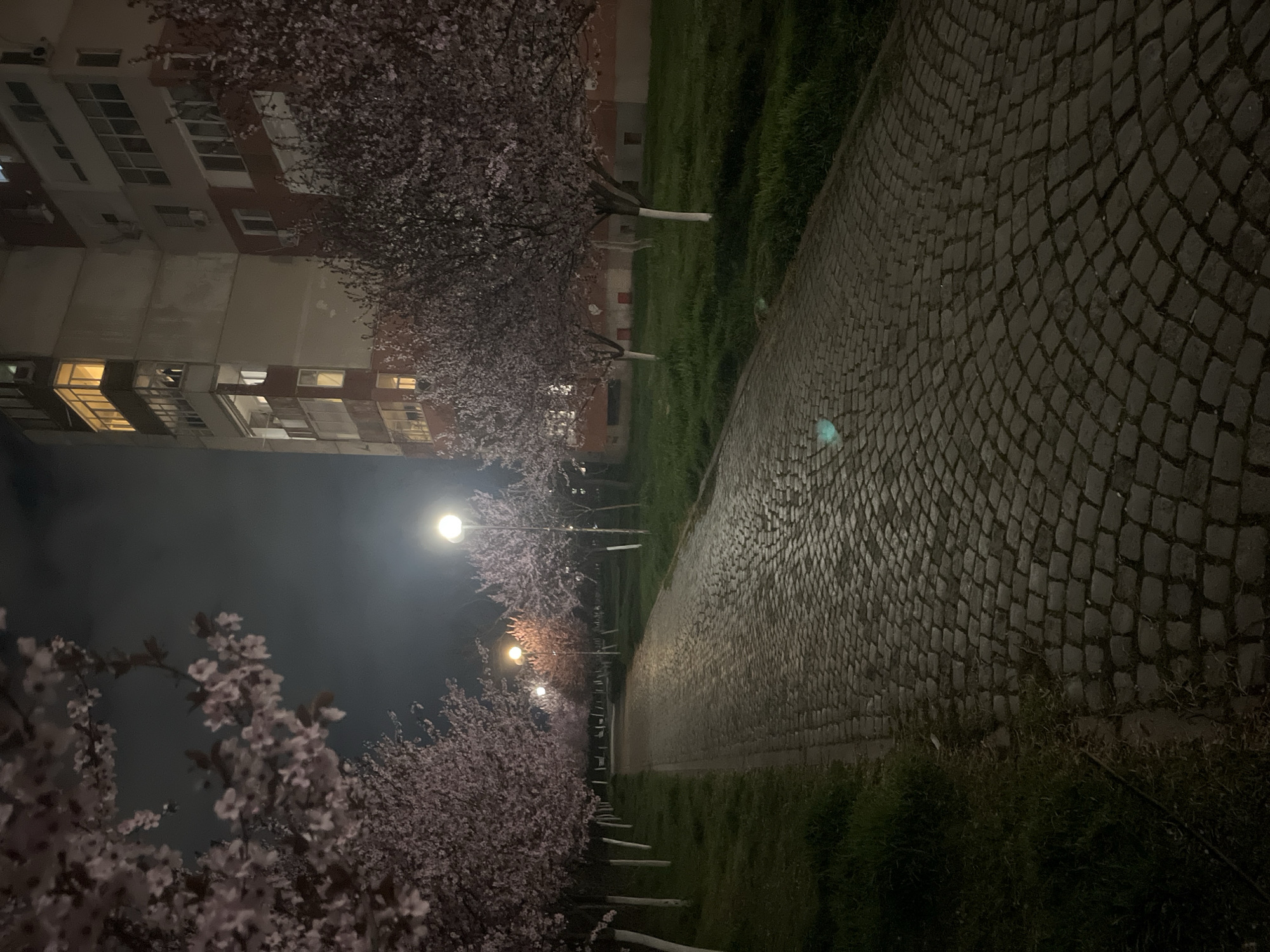 Cherry blossoms illuminate cobblestone walkway in Plovdiv at night