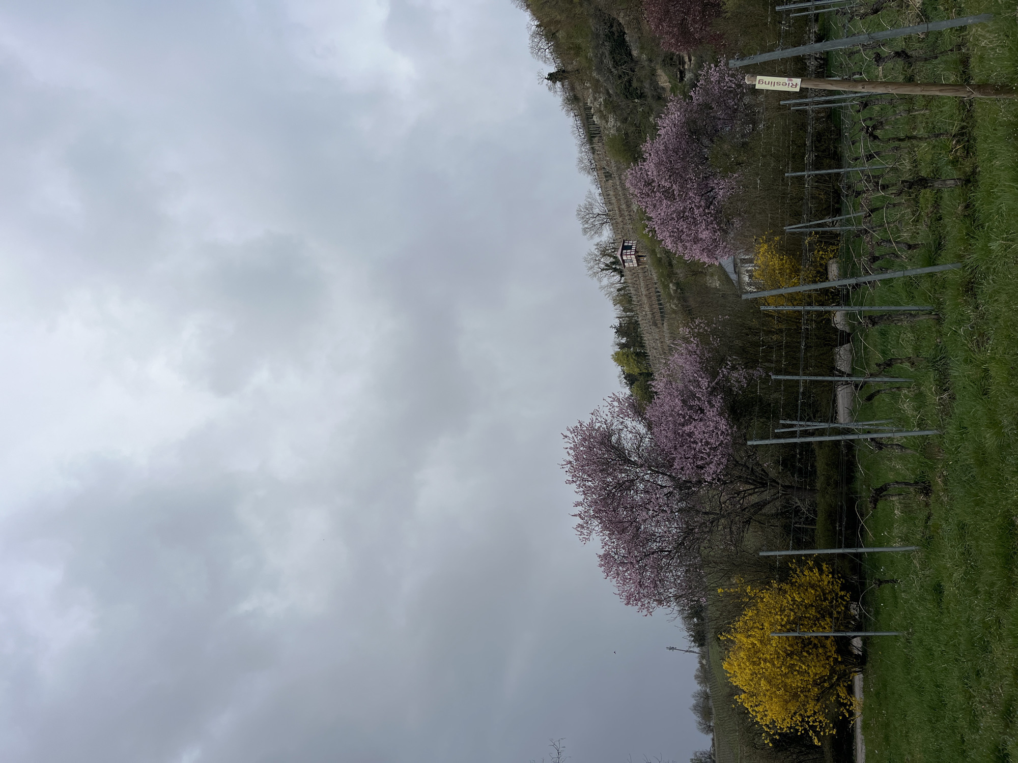 Spring morning scenes captured in German vineyard town
