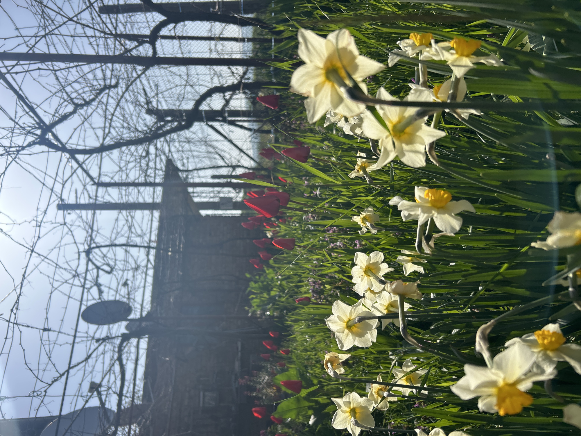 Spring flowers bloom in Bulgarian garden