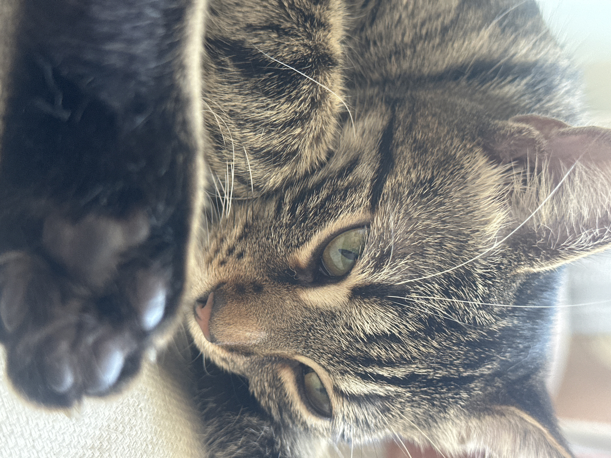 Morning photography session captures tabby cat and garden flowers in Sofia