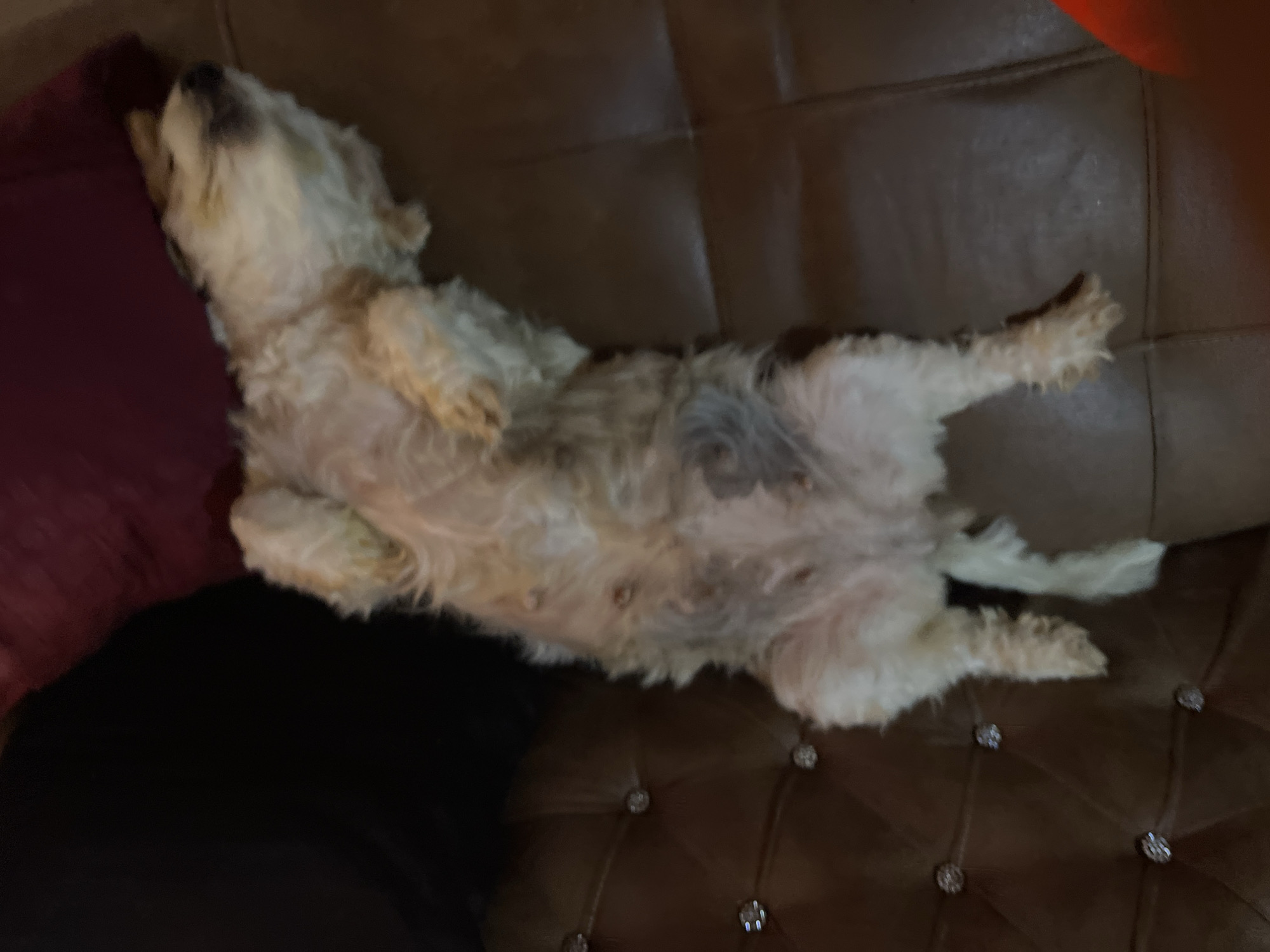 Dog naps upside down on sofa while Dark Shadows plays in background