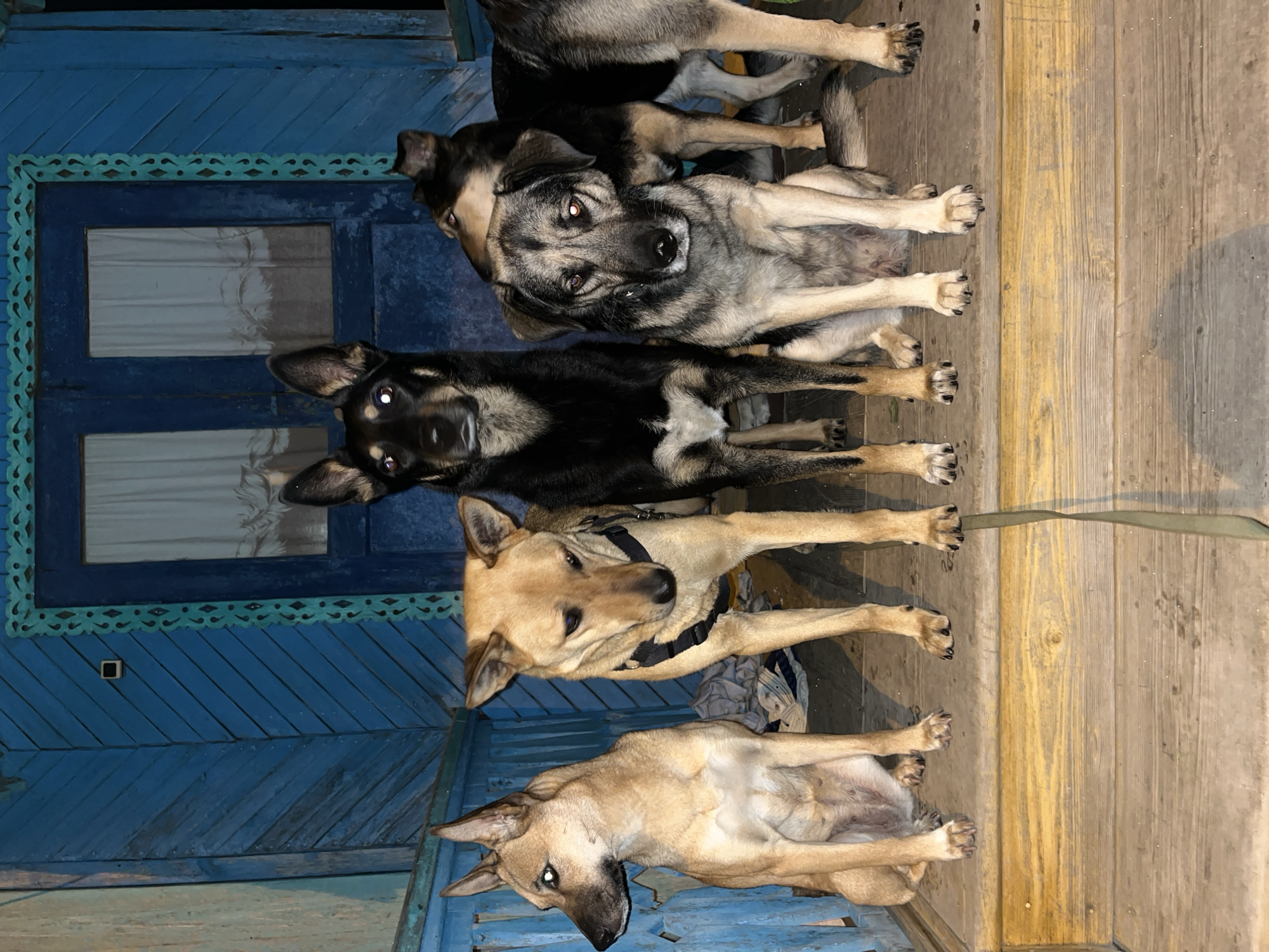 Dogs gather on porch, play in fields in Nizhny Tagil