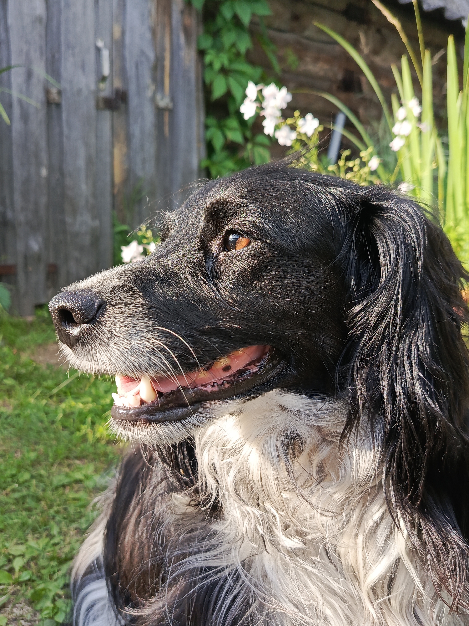 Dogs and garden life on a summer afternoon in rural Russia