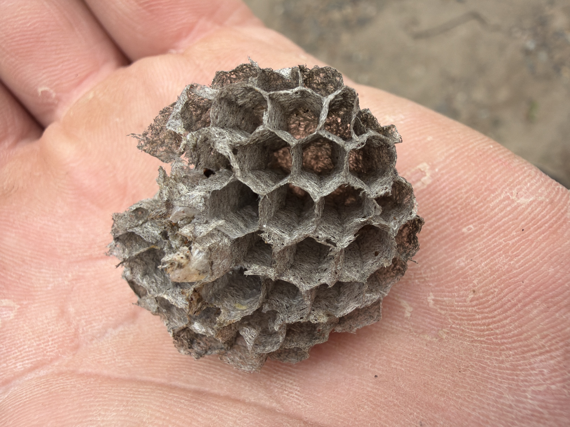 Chaikovsky resident finds wasp nest fragments, documents breakfast