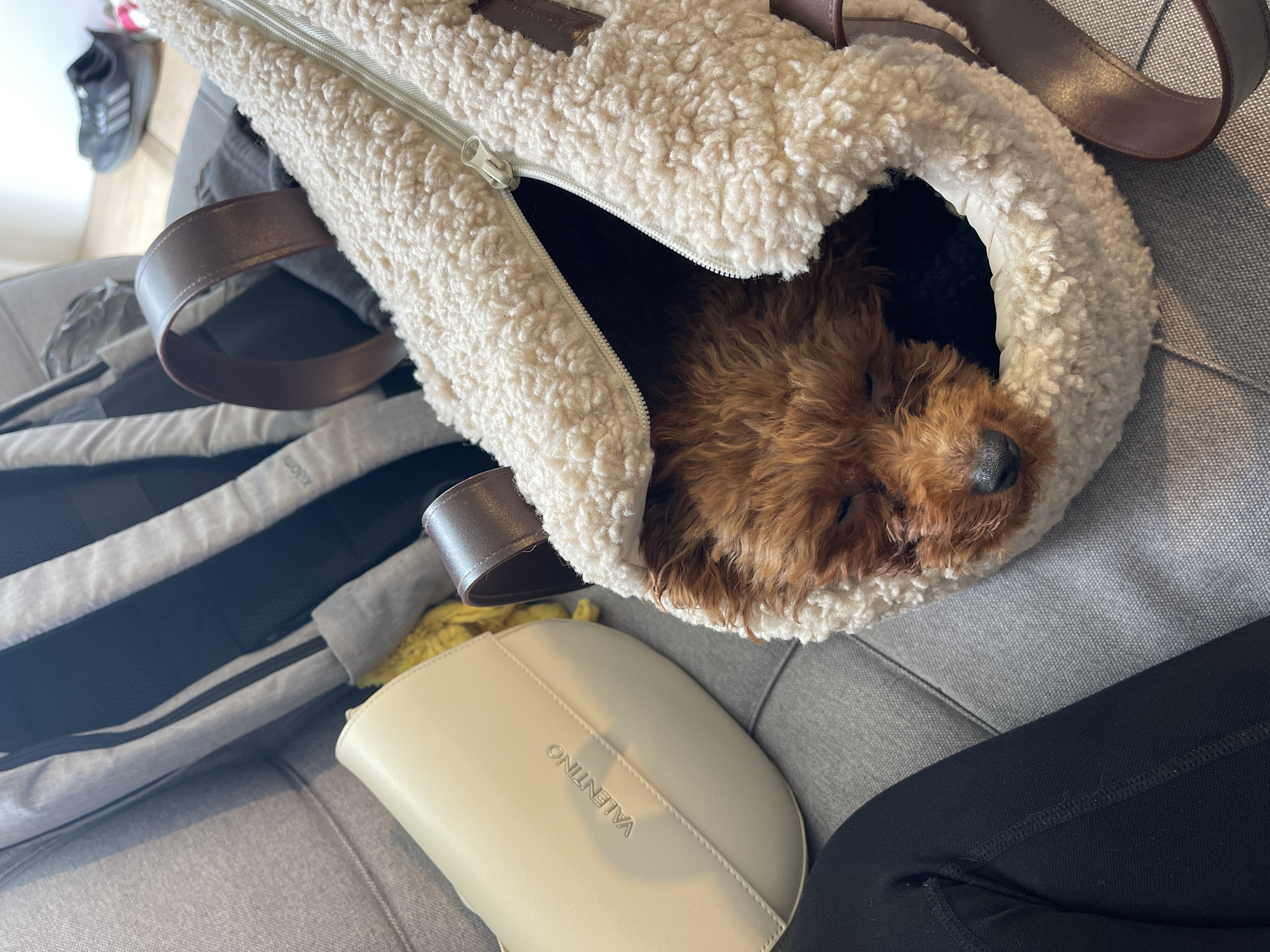 Poodle spotted napping in handbag, floor in Bulgarian home