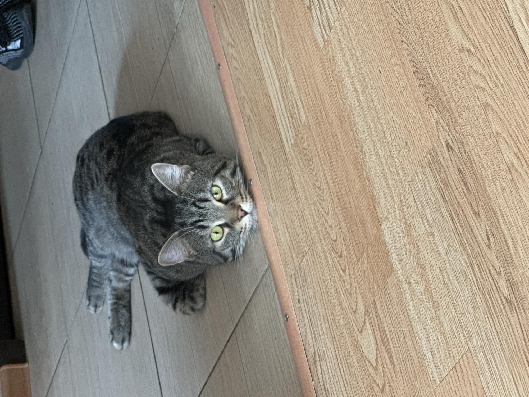 Tabby cat plays with owner in Stavropol home