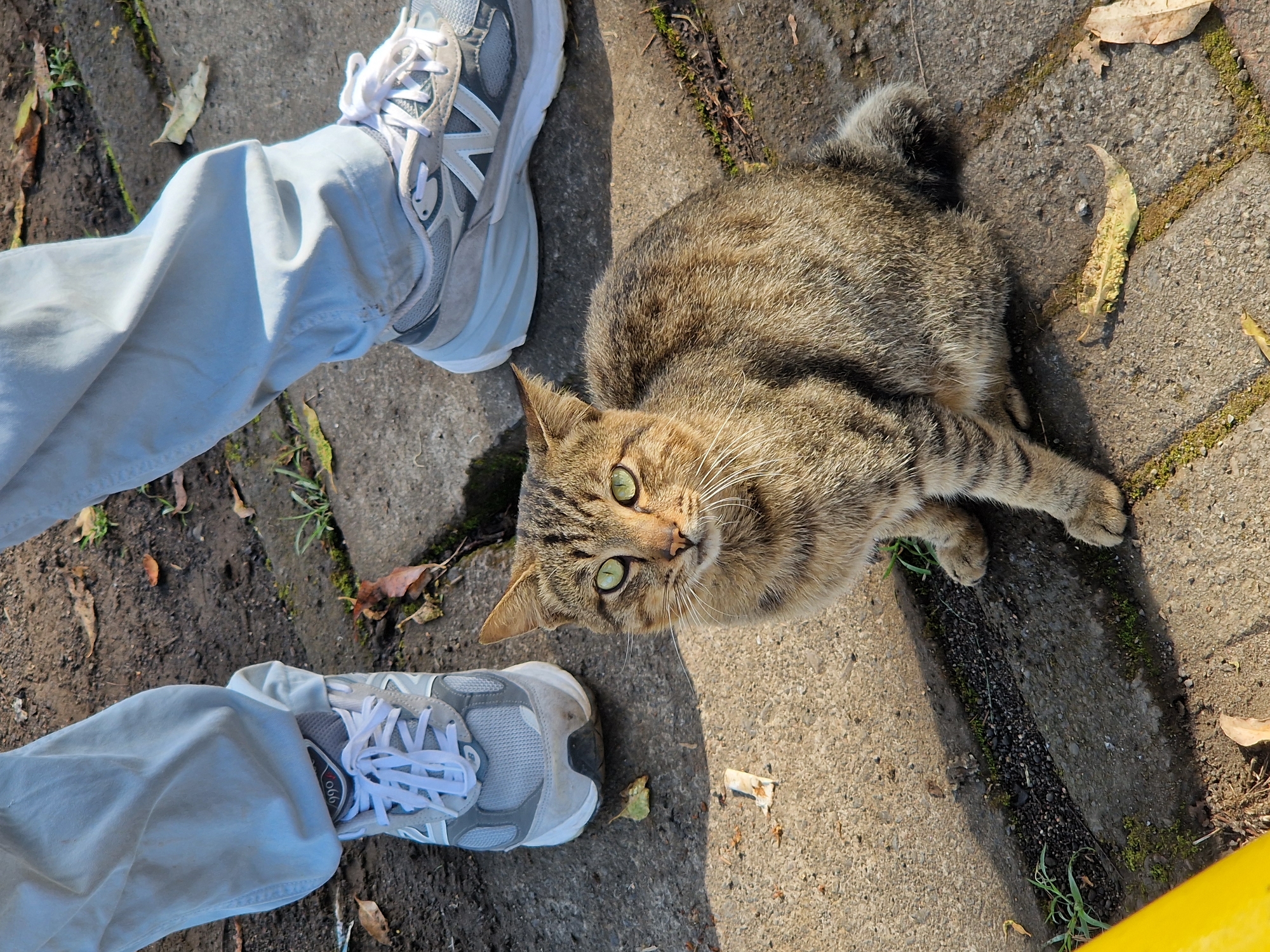 Cat rests near pedestrian in Indonesian park with statue