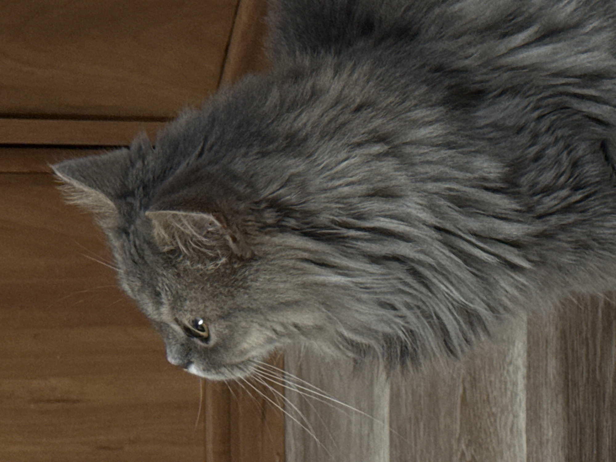 Grey cat and glowing lampshade in a quiet Ukrainian interior