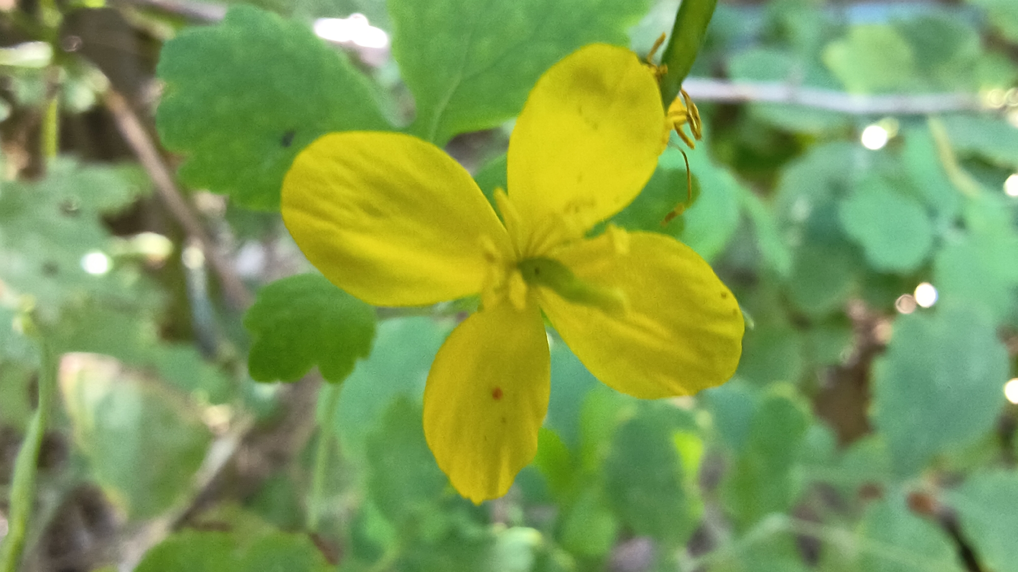 Macro tour of a Russian garden: plants, insects, and spiders