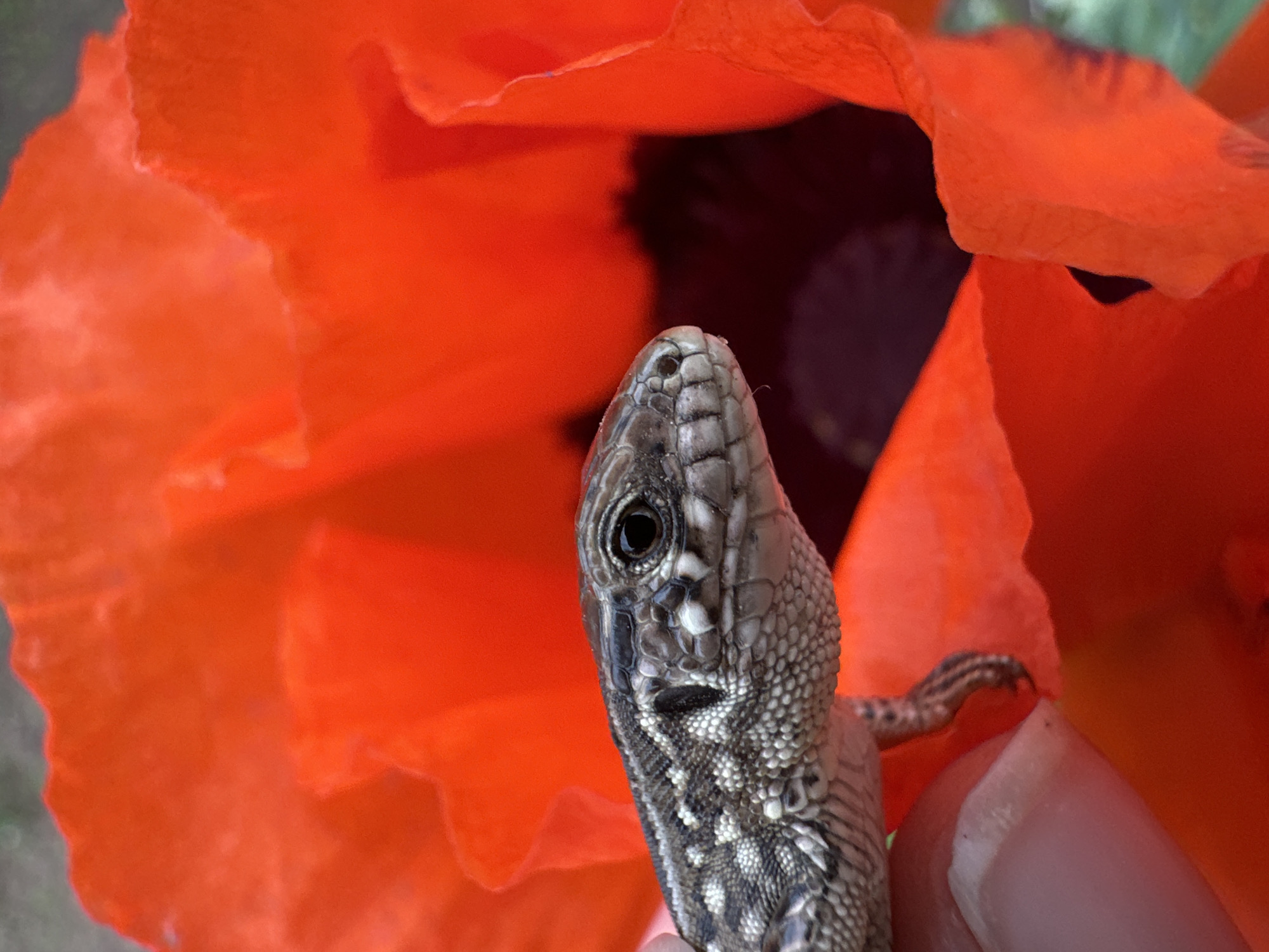 Nature walk documented in Chaikovsky featuring lizards and flowers