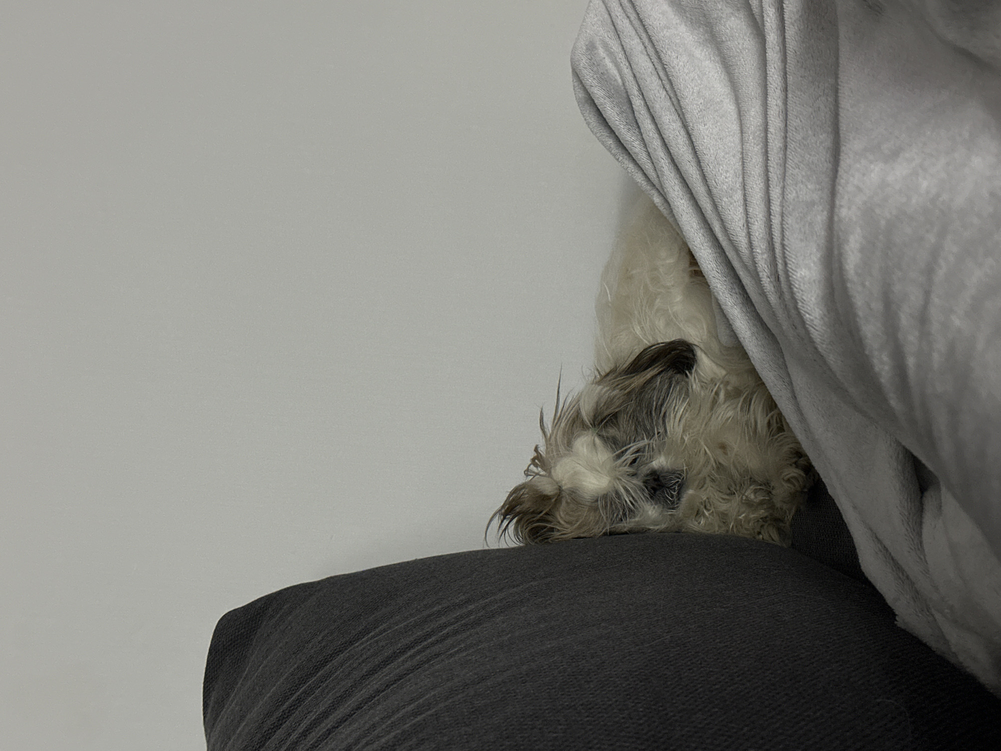 Small dog sleeps peacefully on cushion in Tbilisi home