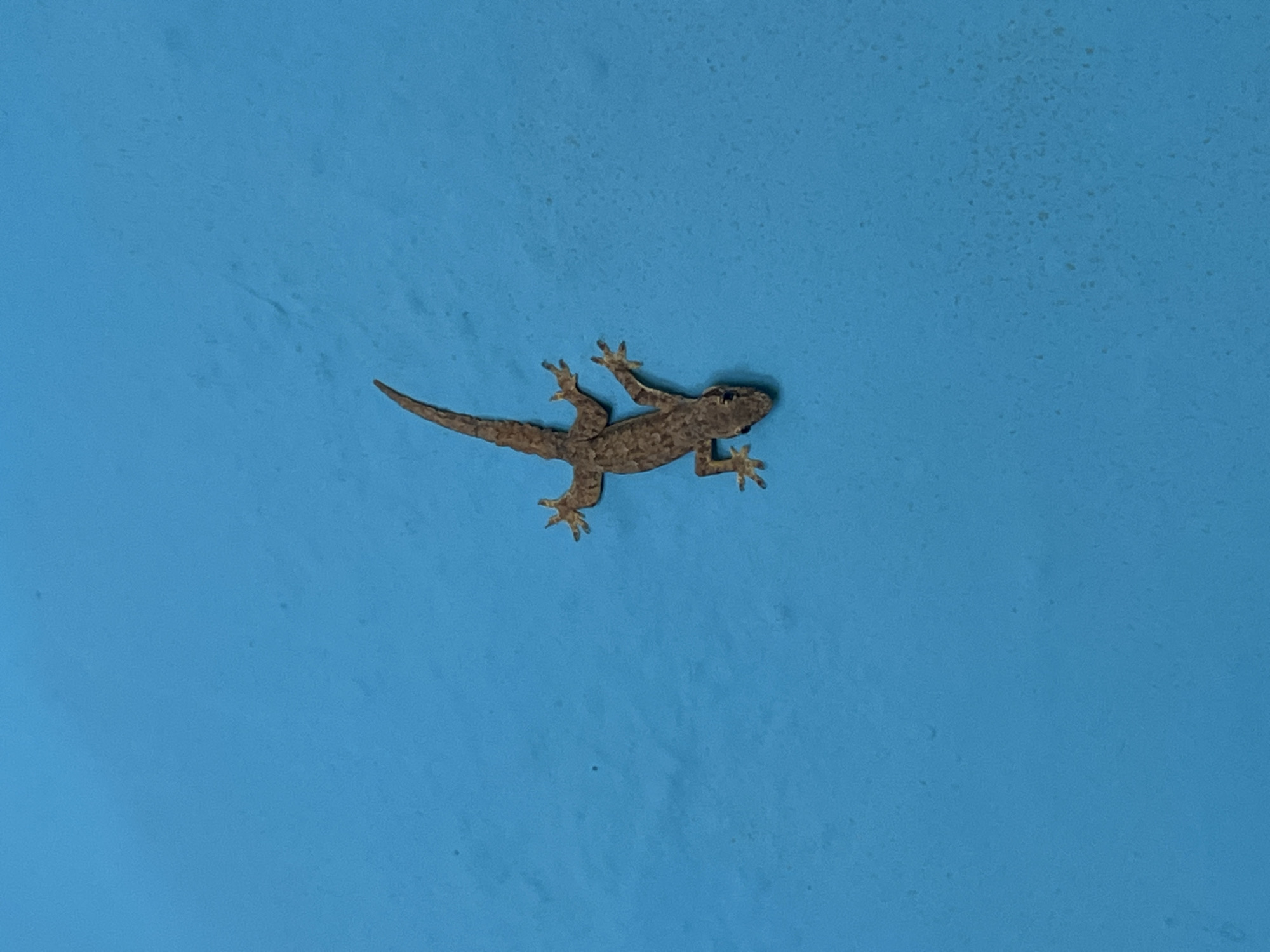 Gecko on blue wall, ceiling fan overhead — Bali indoors