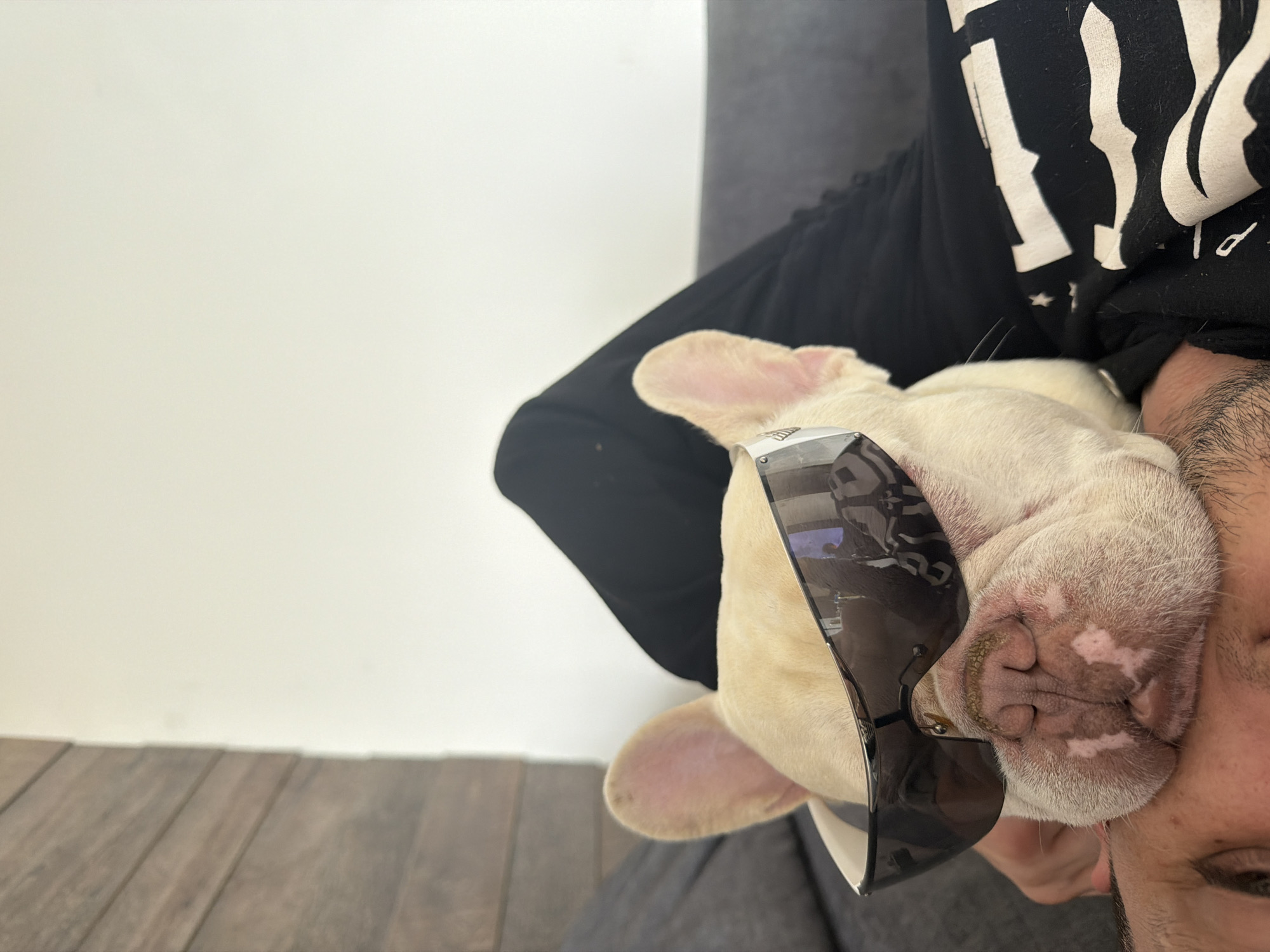 French Bulldog puppy moments documented in Burgas apartment
