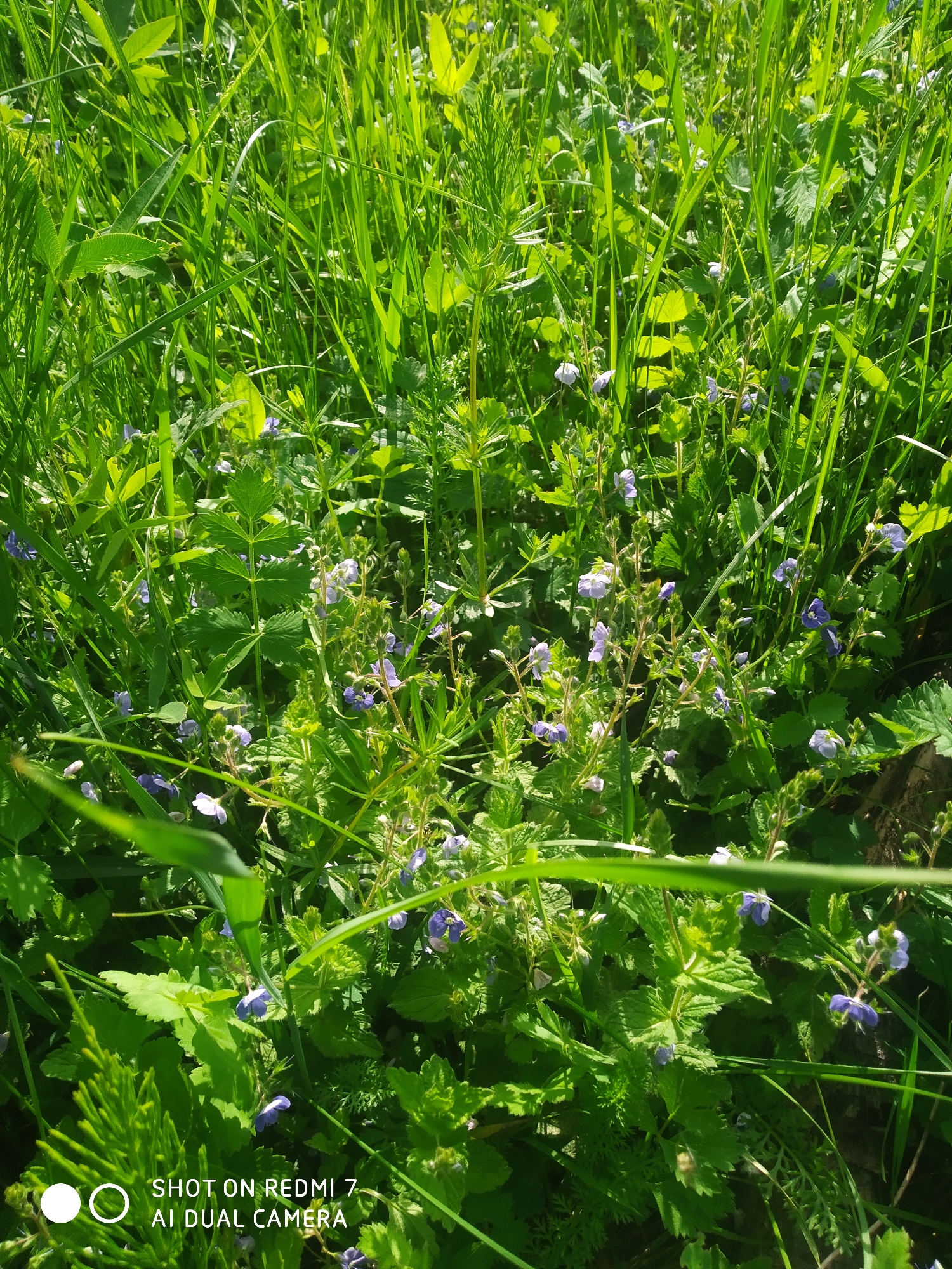 Sunlit wild vegetation captured in Chaikovsky, Russia