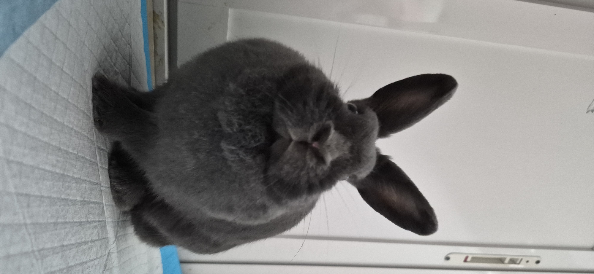 Gray rabbit chills, snacks, and gets petted at home in Ussurijsk