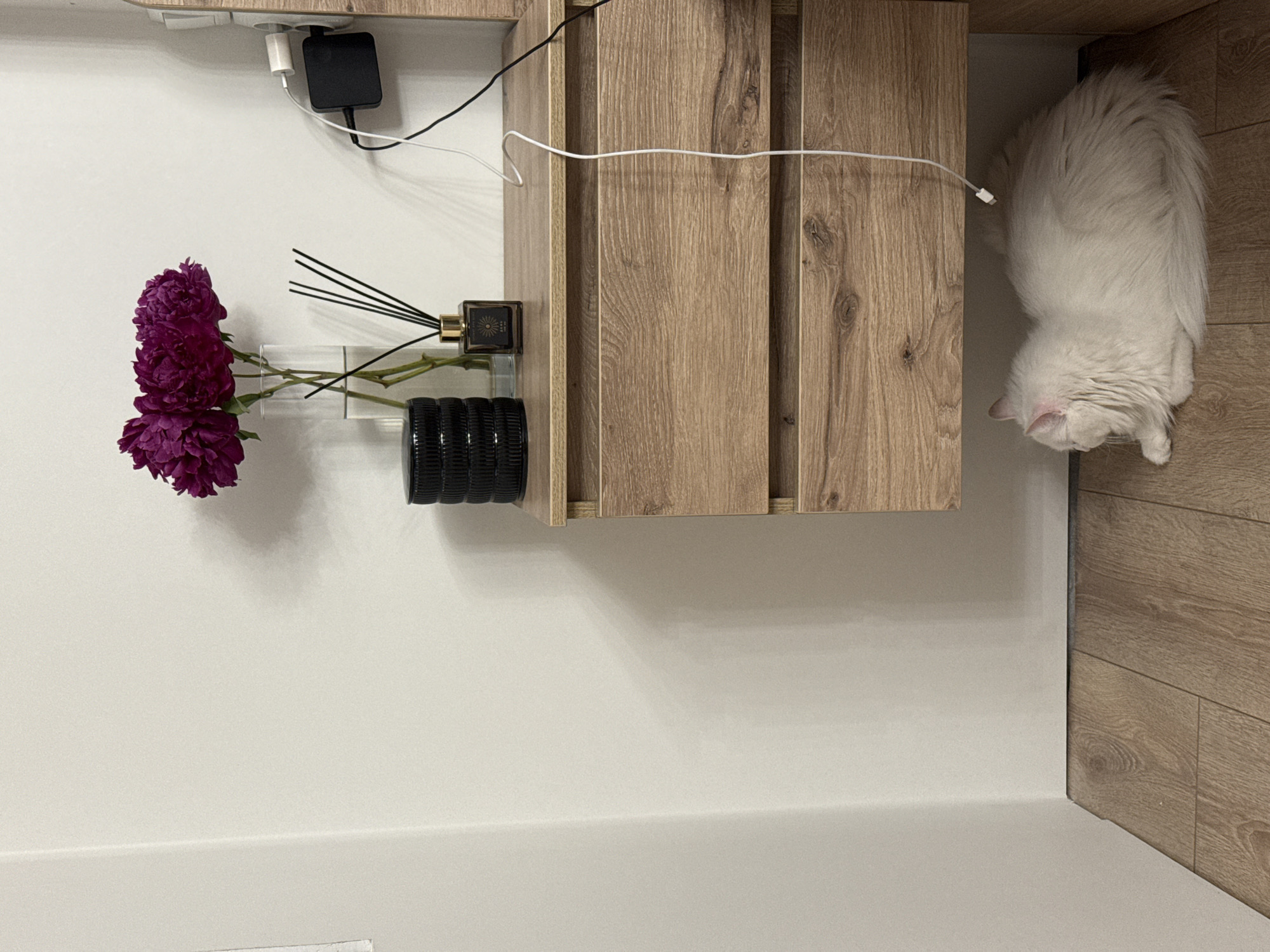 Domestic cats captured in everyday moments across modern home