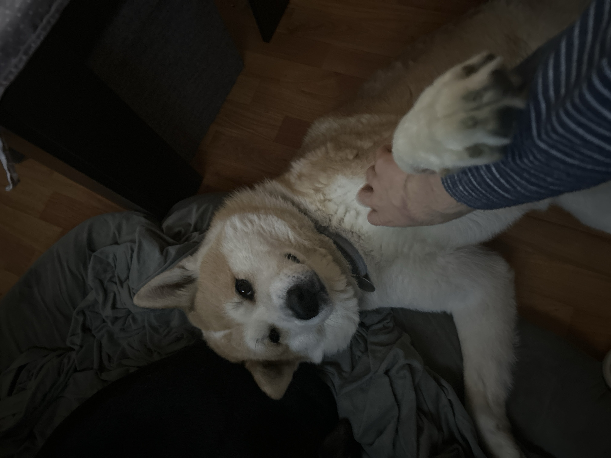 Sofia resident captures quiet afternoon with Akita dog and cockatiel