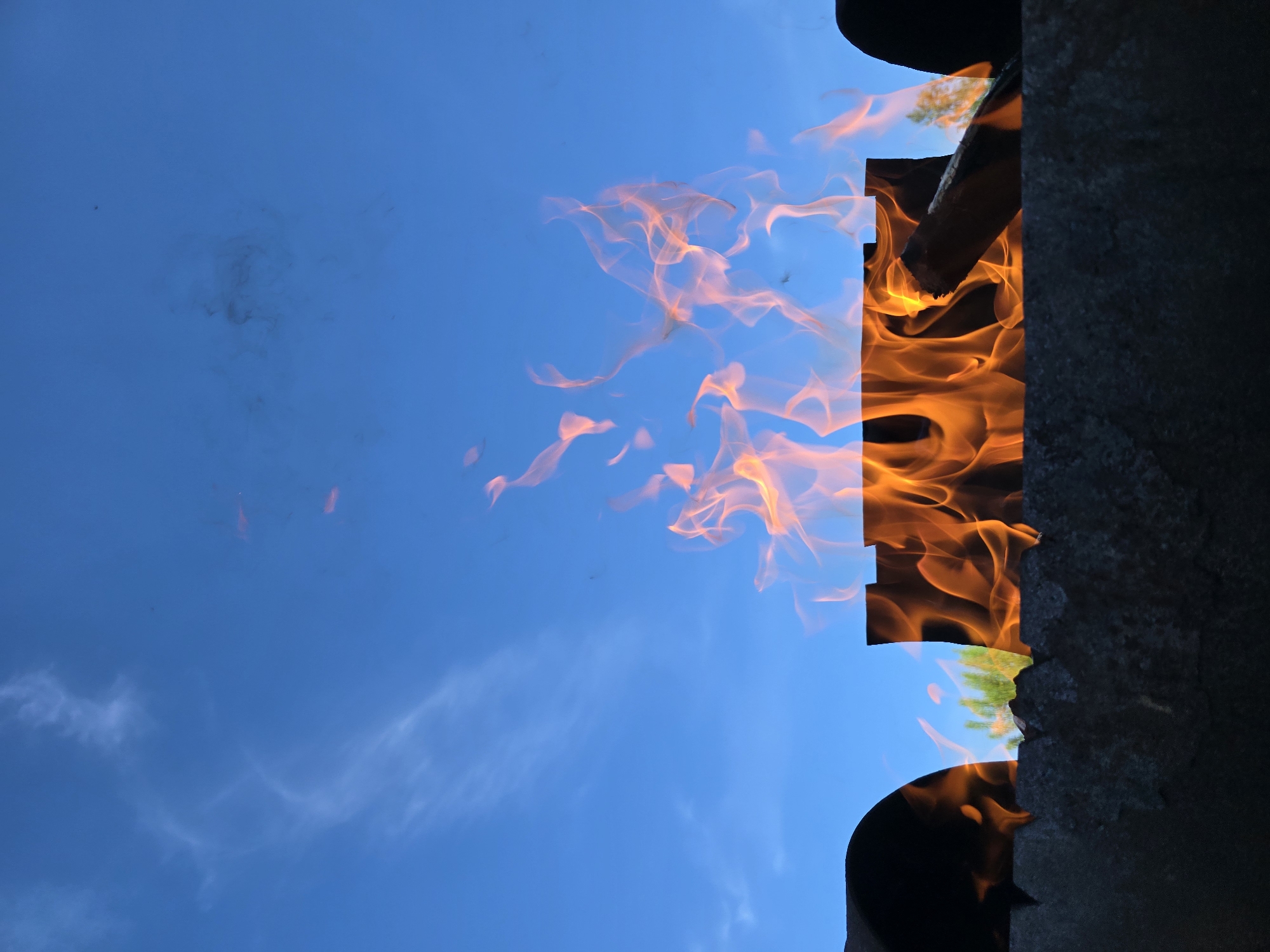 Fire pit, sunflower, and a weathered fence on a summer morning