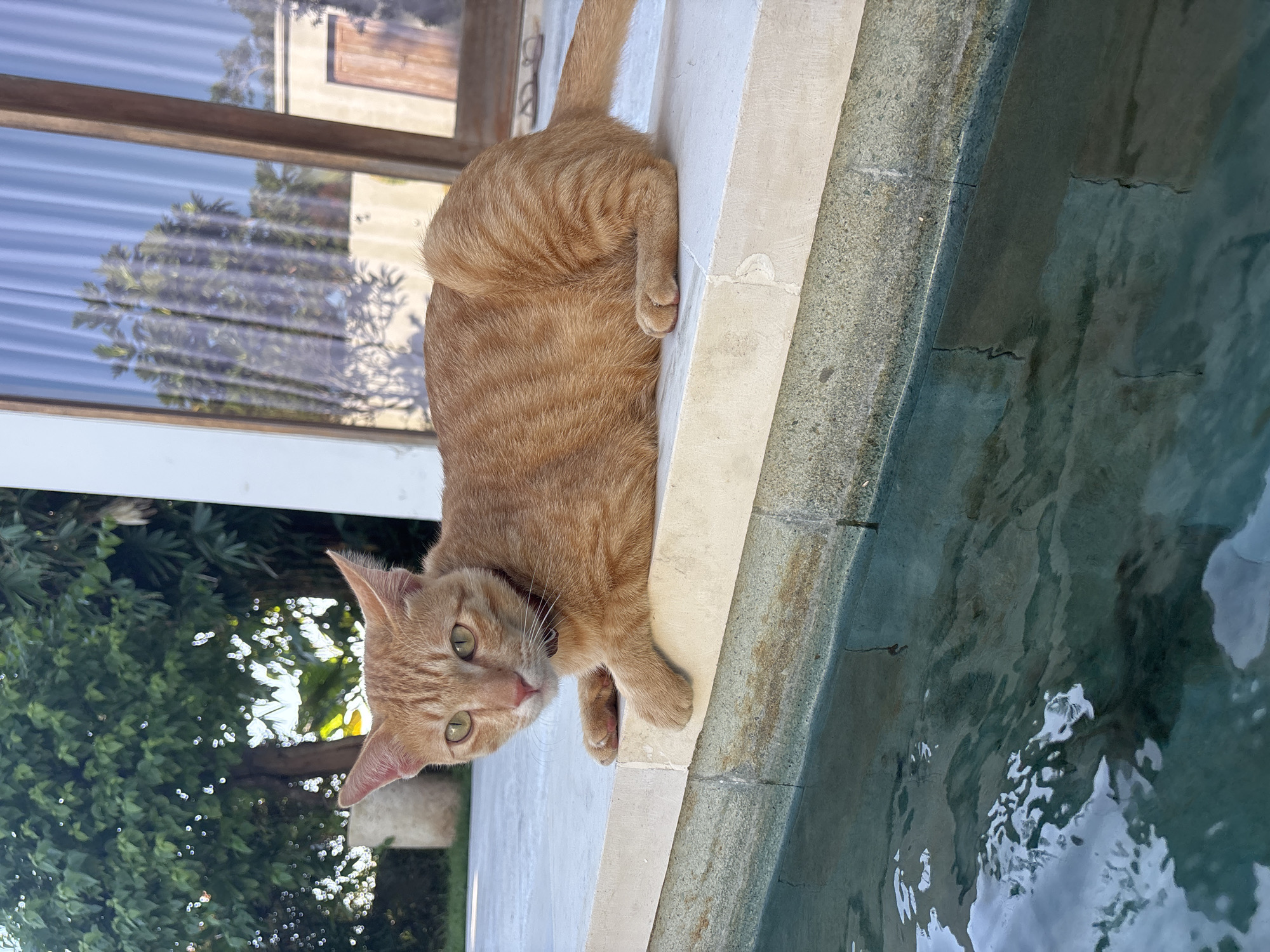 Orange tabby cat spotted resting on ledge in Mengwi