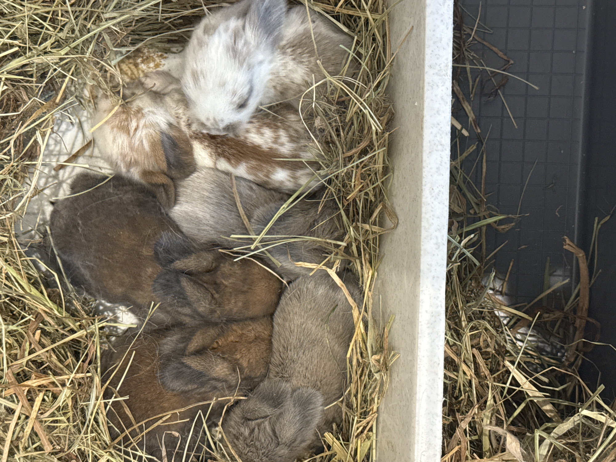 Rabbits, backyard life, and a few nature close-ups