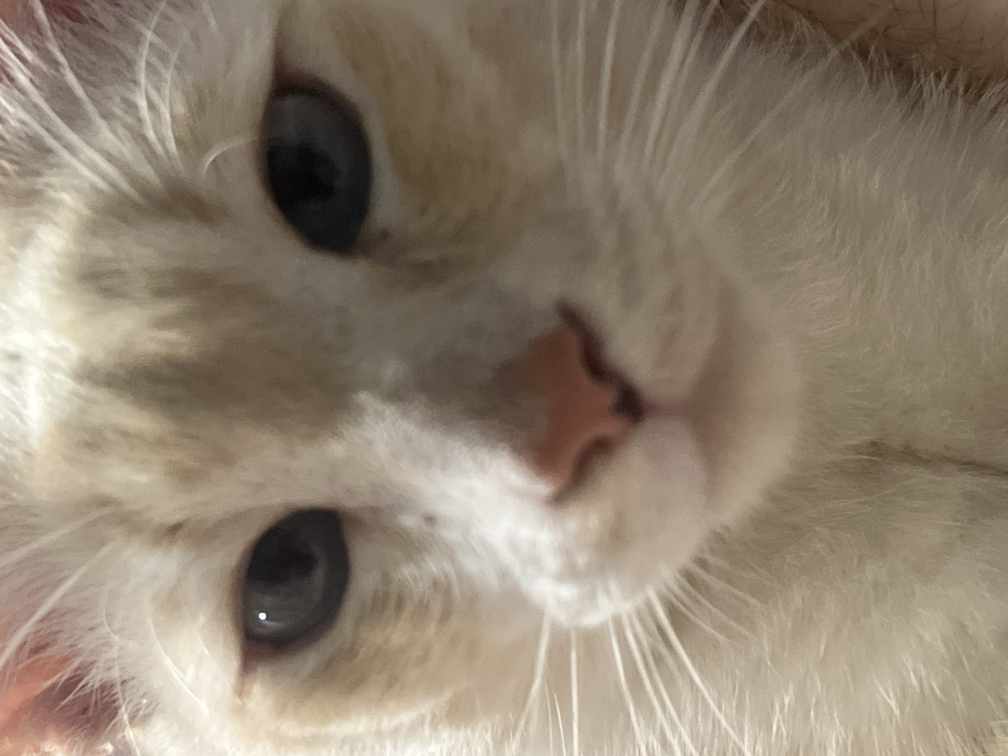 A Sochi cat's lazy morning, shot from every angle
