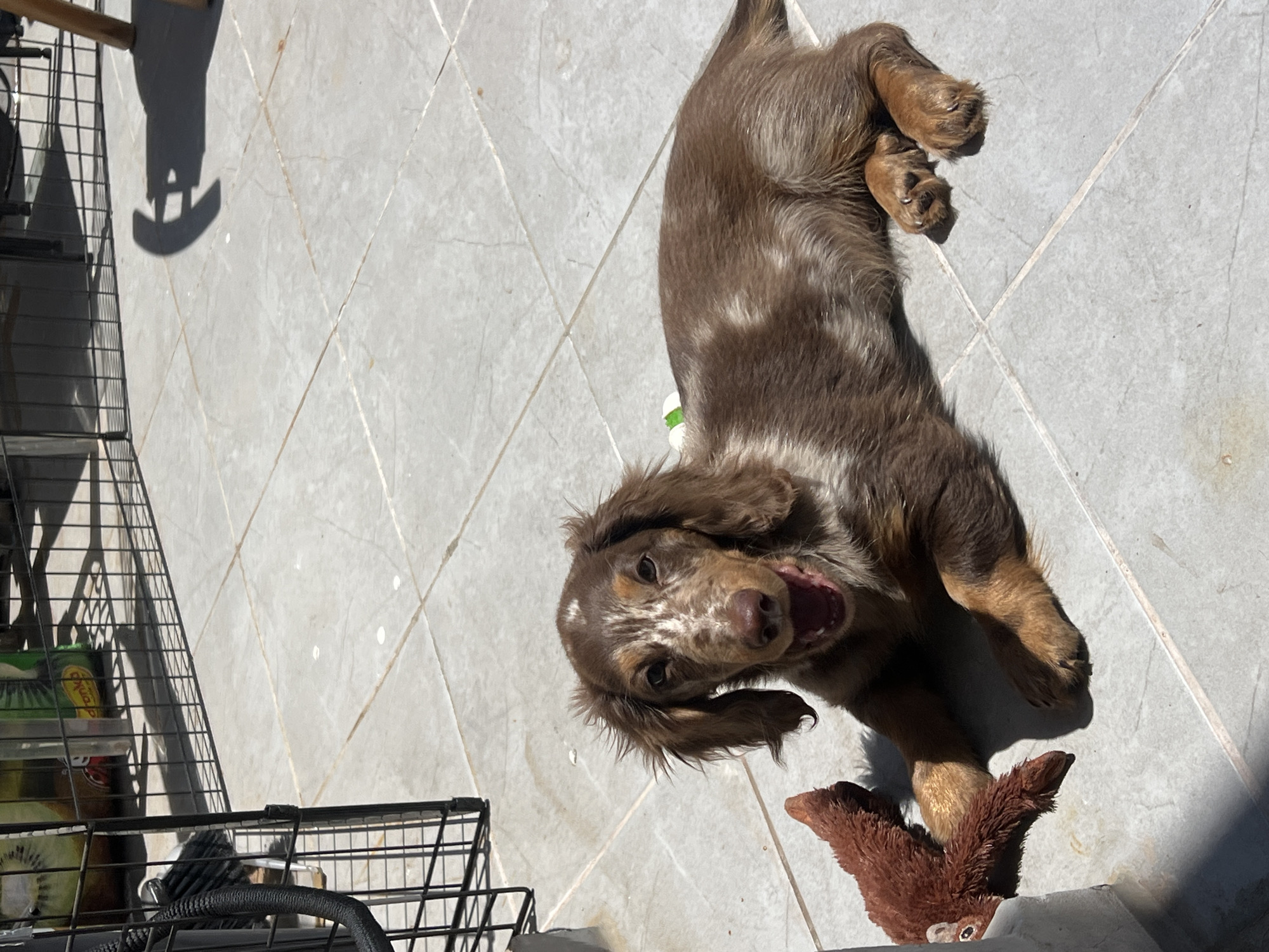 Dachshund puppy lounging on a Tel Aviv patio