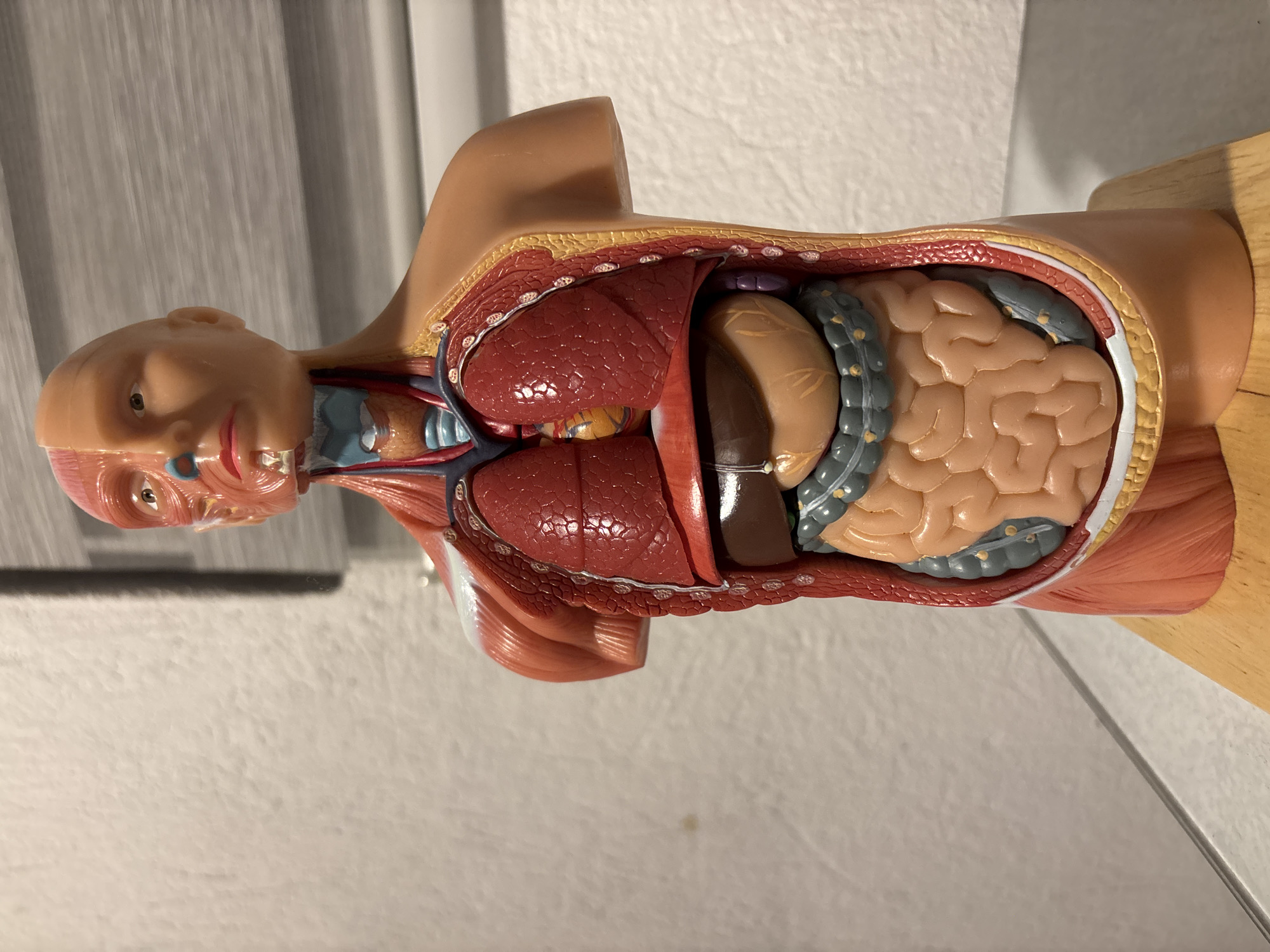 Anatomical model documented in Colombian educational setting