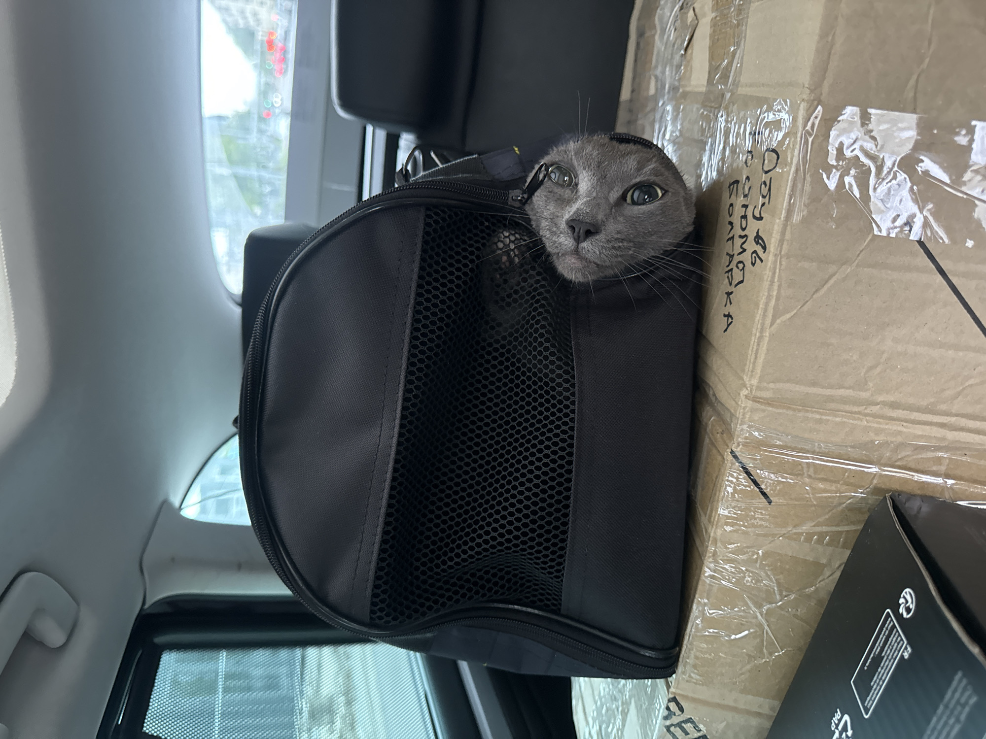 Grey cat peeks through mesh pet carrier in Moscow