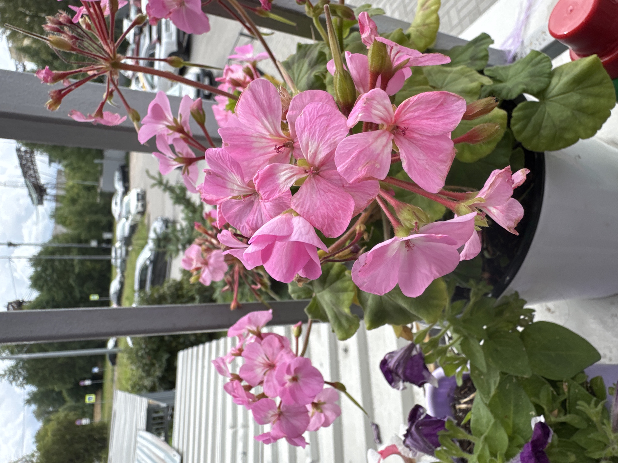 Pink florals and cozy interiors in Sinyavino, Russia