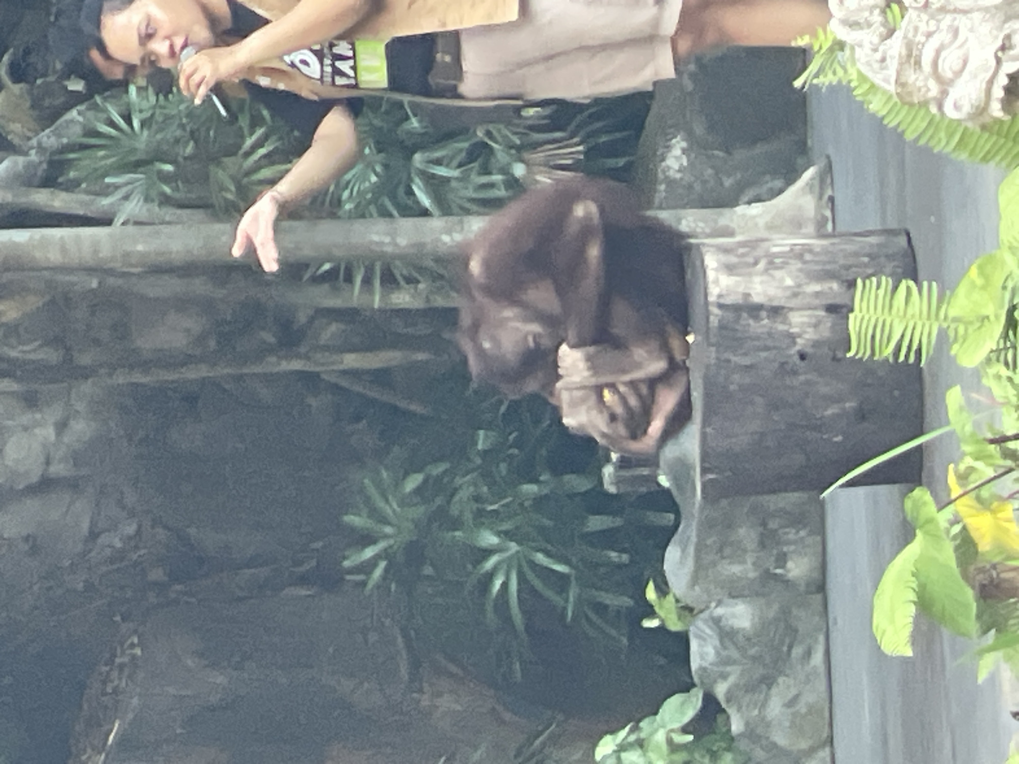 Zoo visit covering orangutans, a black bear, and a live animal show